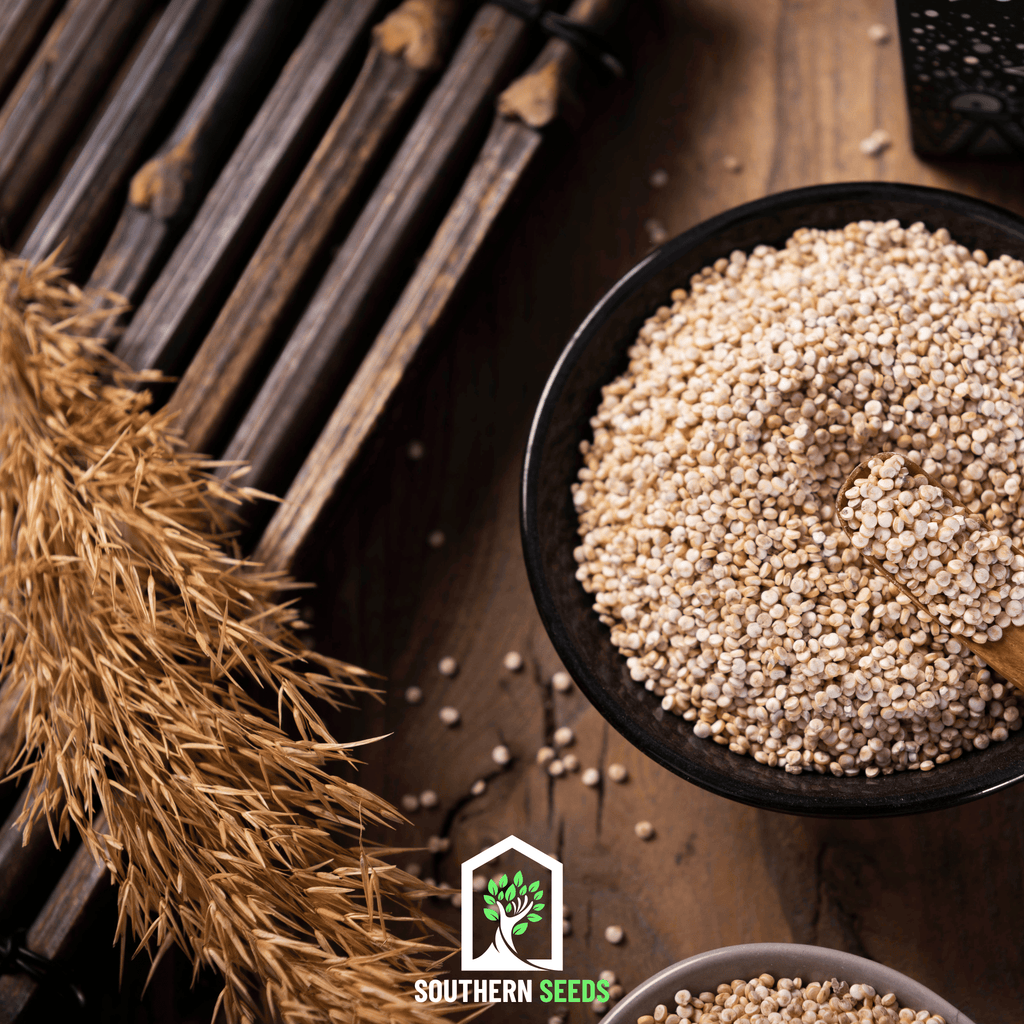 Brightest Brilliant Rainbow Quinoa – 250 Seeds