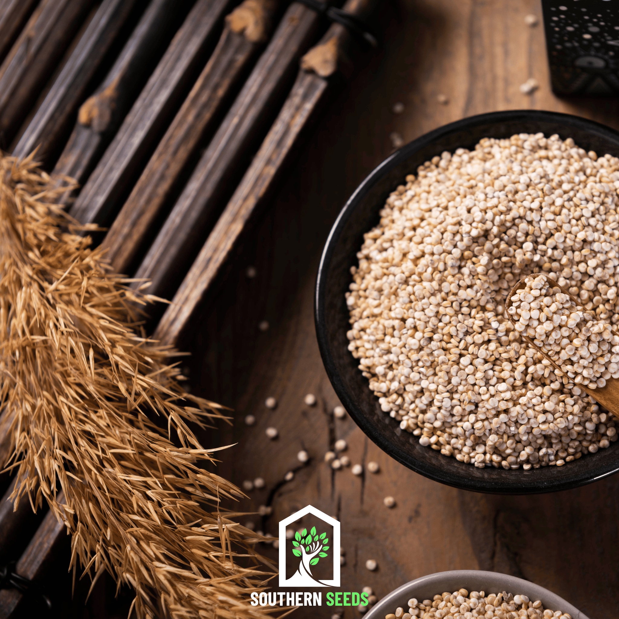 Brightest Brilliant Rainbow Quinoa – 250 Seeds