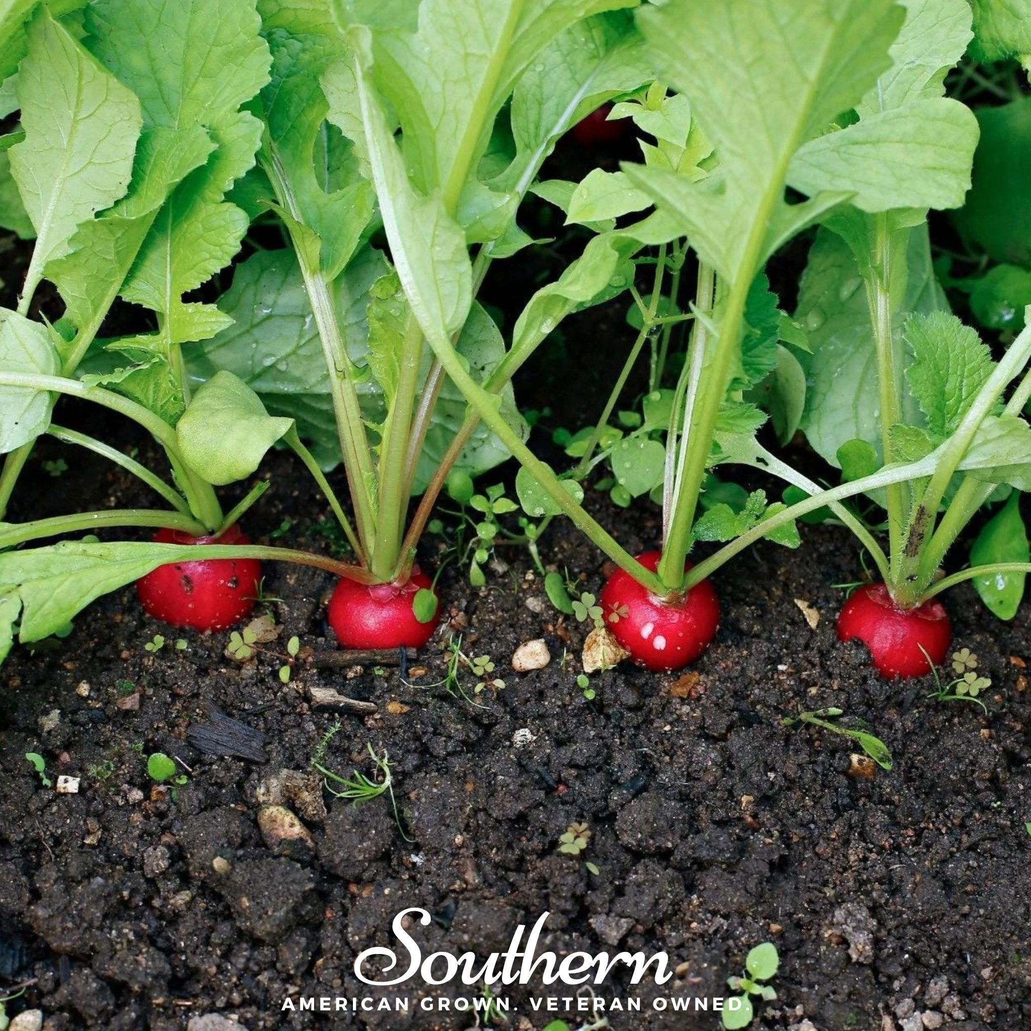 Crimson Giant Radish – 100 Seeds