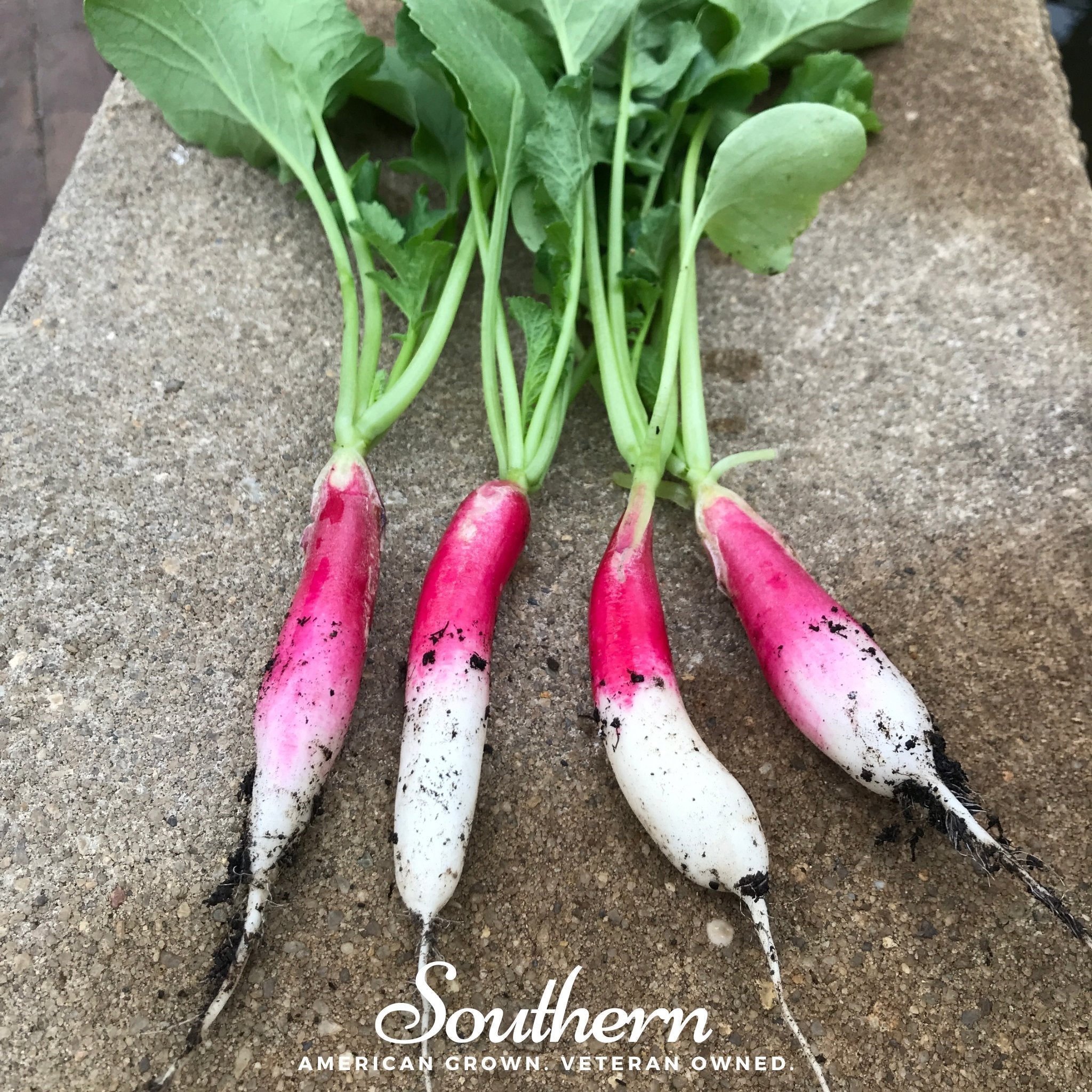 French Breakfast Radish – 250 Seeds