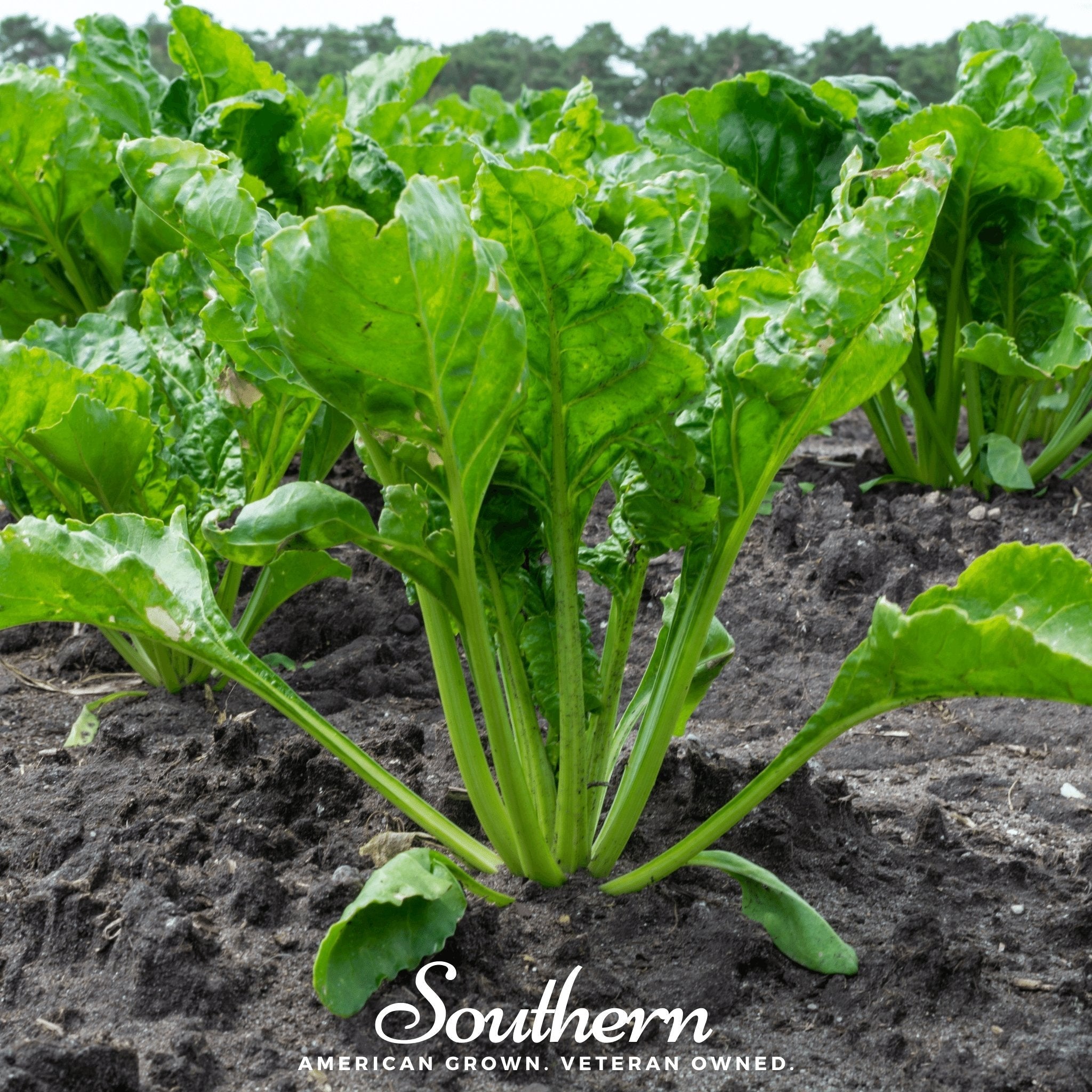 Hailstone Radish – 100 Seeds