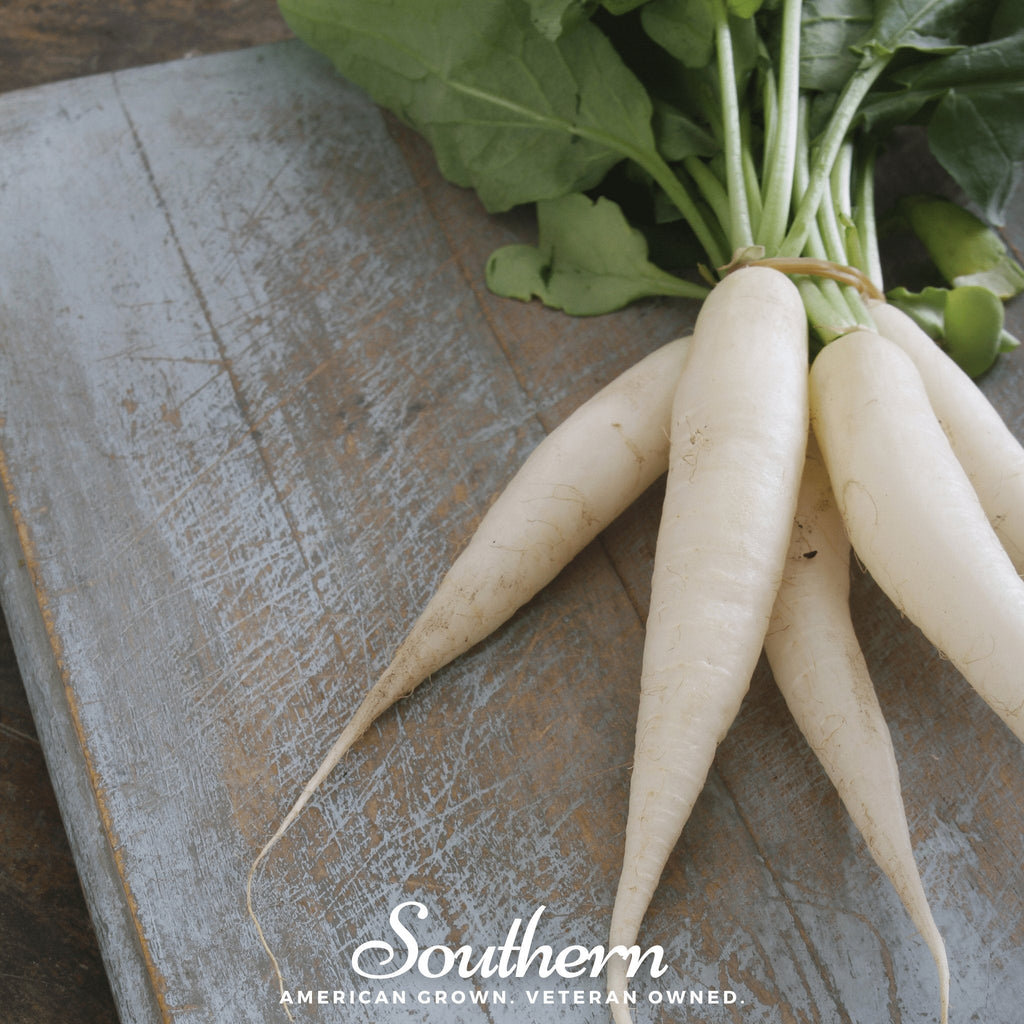 White Icicle Radish – 100 Seeds