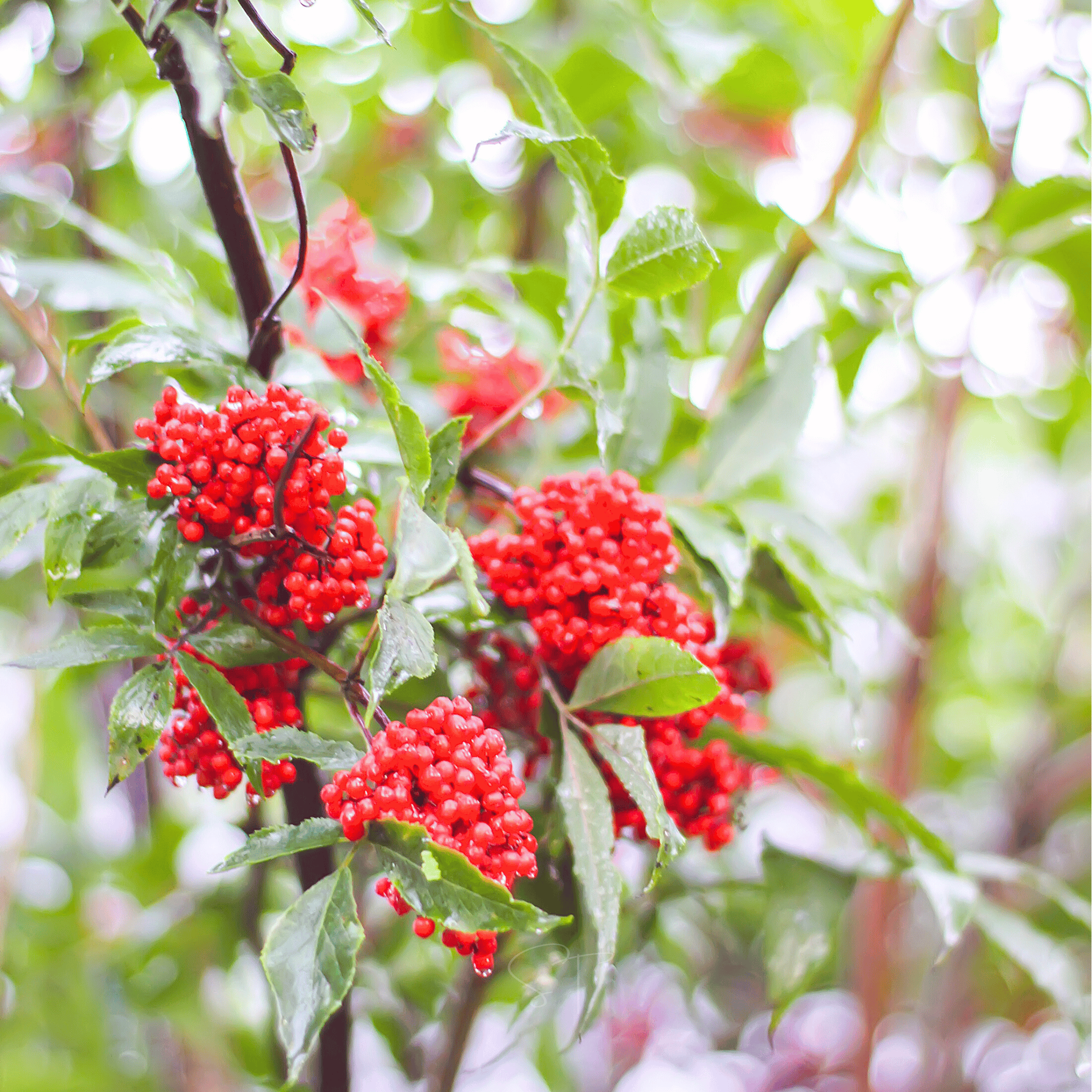 Red Elderberry – 50 Seeds