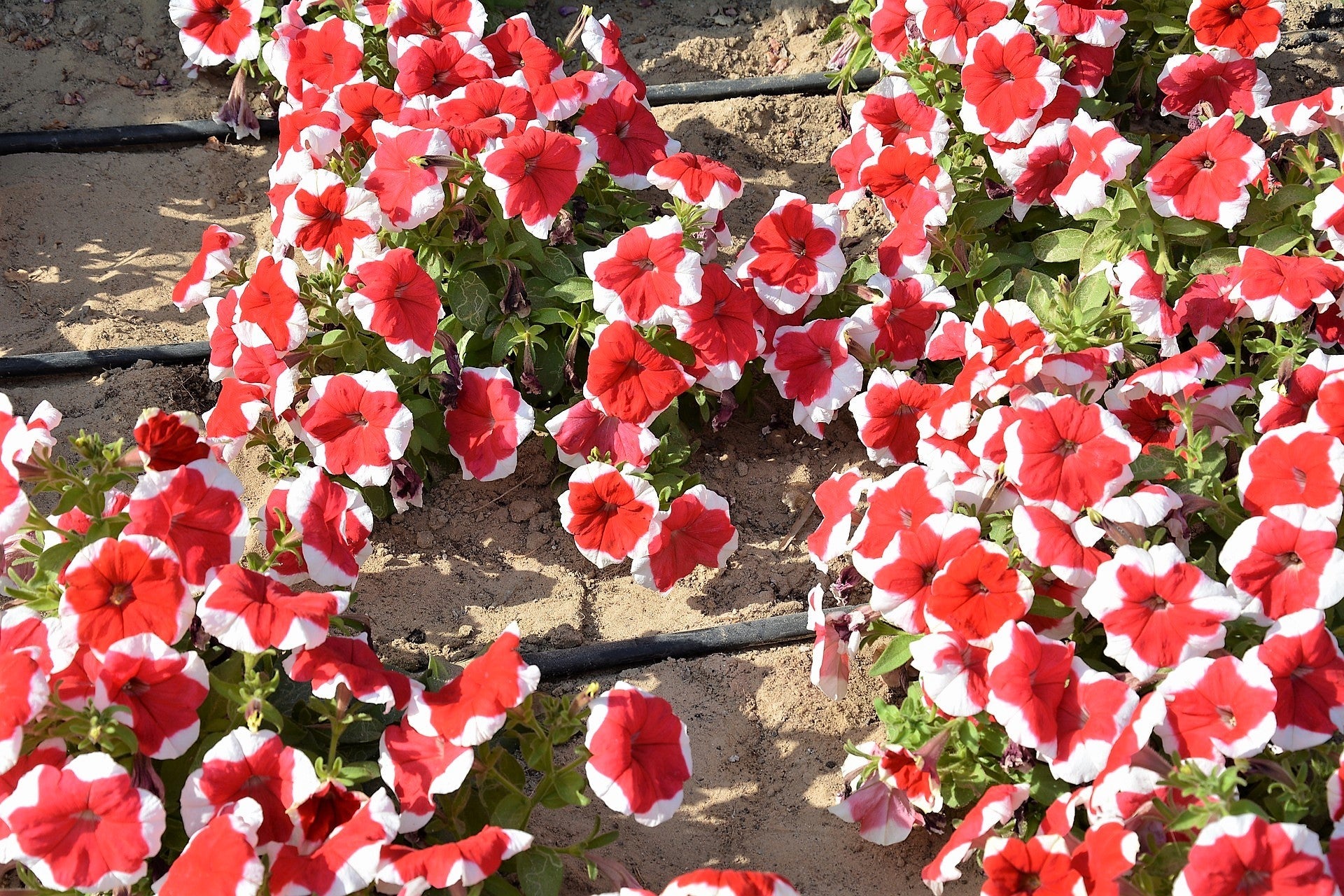 50 PICOTEE MIX PETUNIA Multiflora Mixed Colors Bicolor White Blue Purple Pink Red Flower Seeds