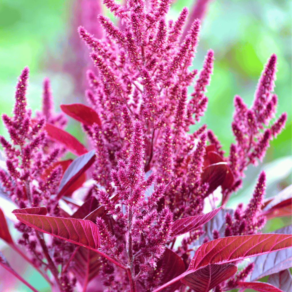 Red Garnet Amaranth – 250 Seeds