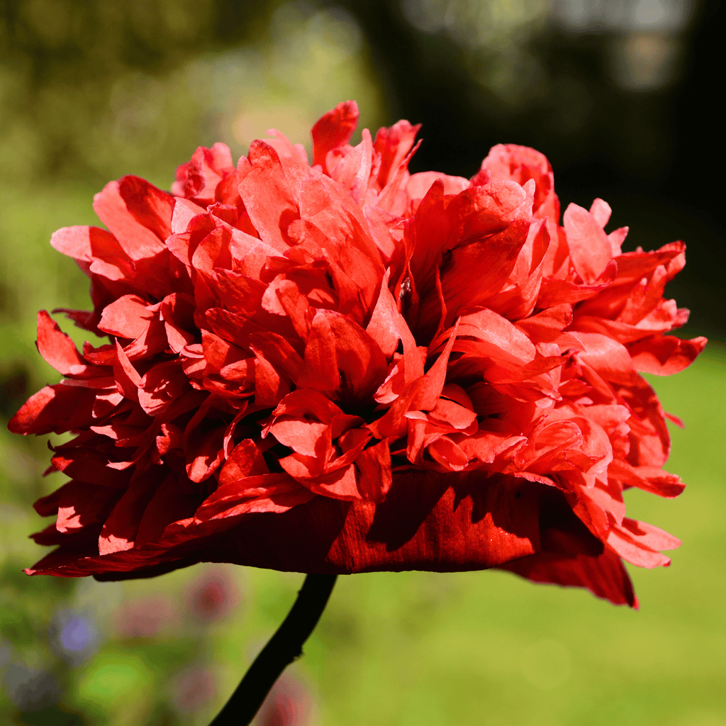 Red Peony Poppy – 100 Seeds