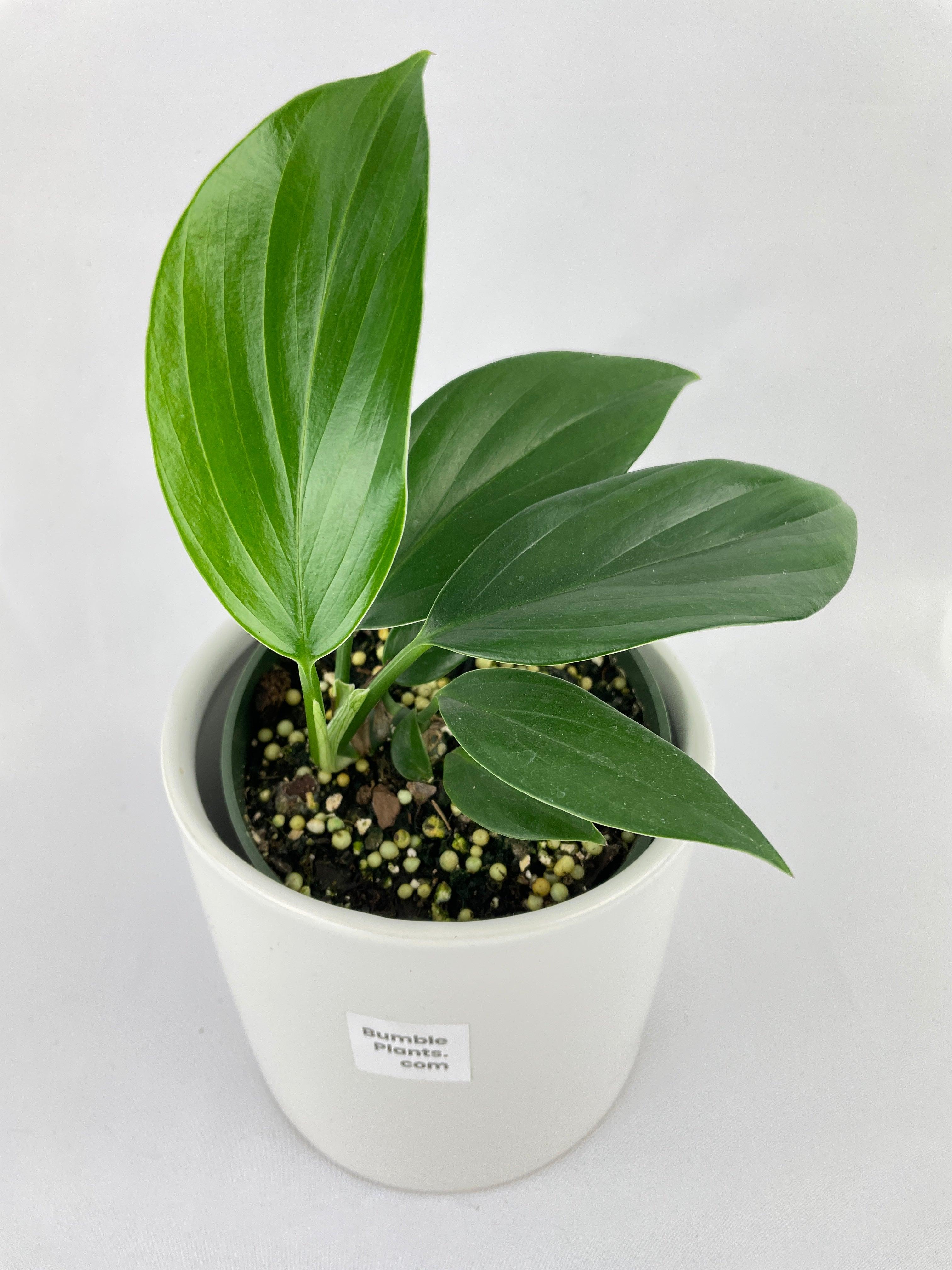 Rhaphidophora Decursiva 'Dragon's Tail'