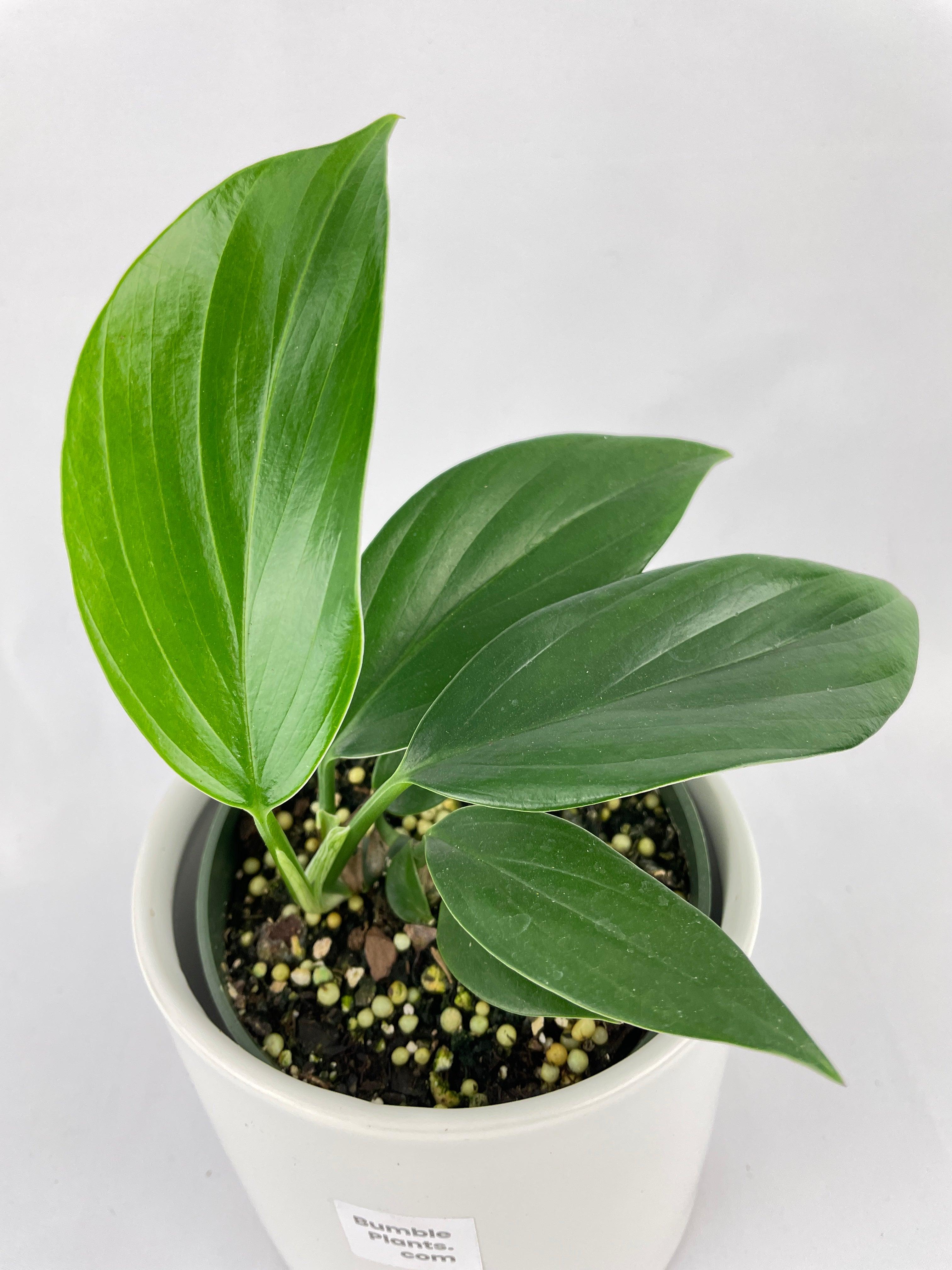 Rhaphidophora Decursiva 'Dragon's Tail'