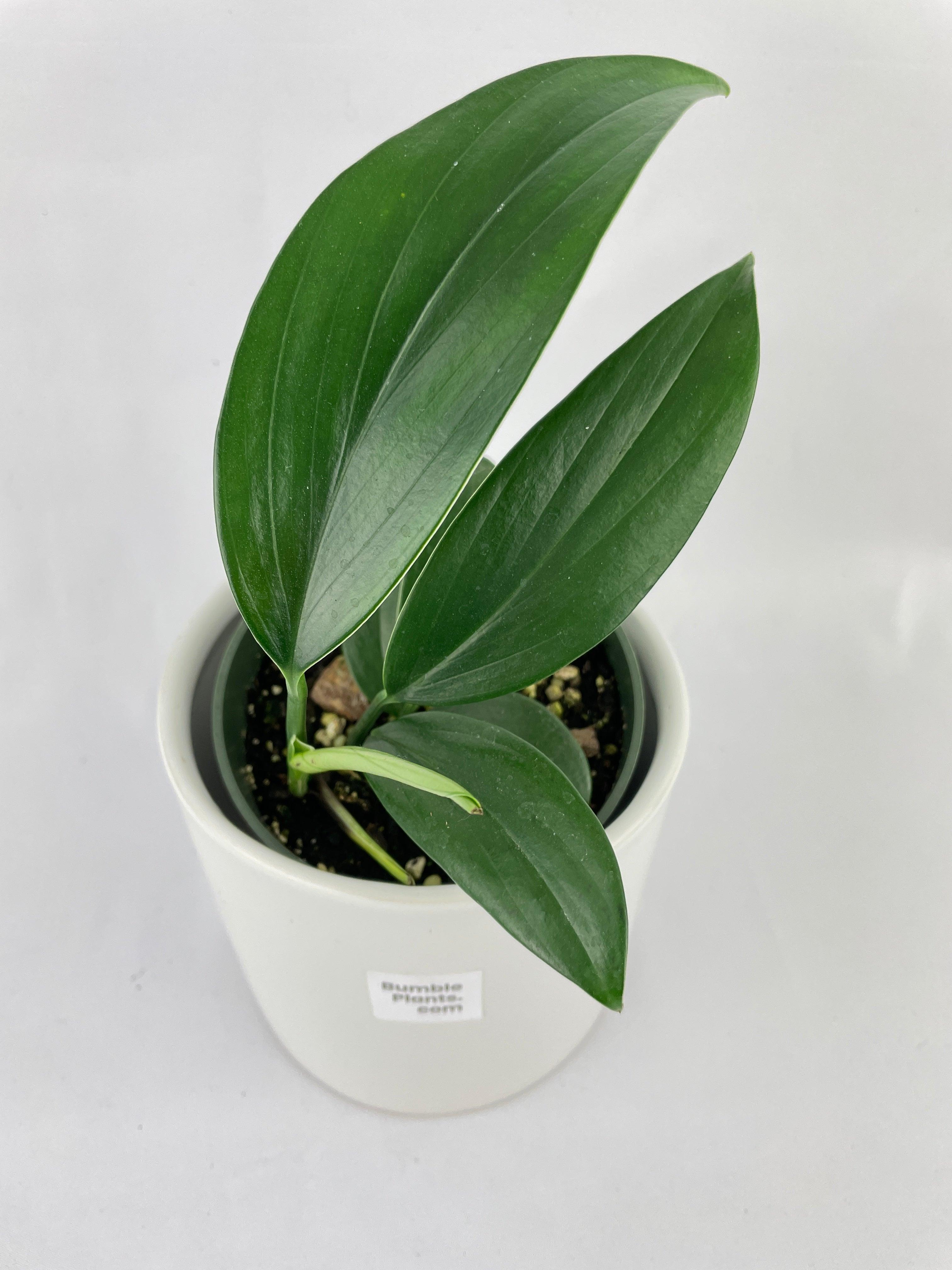 Rhaphidophora Decursiva 'Dragon's Tail'