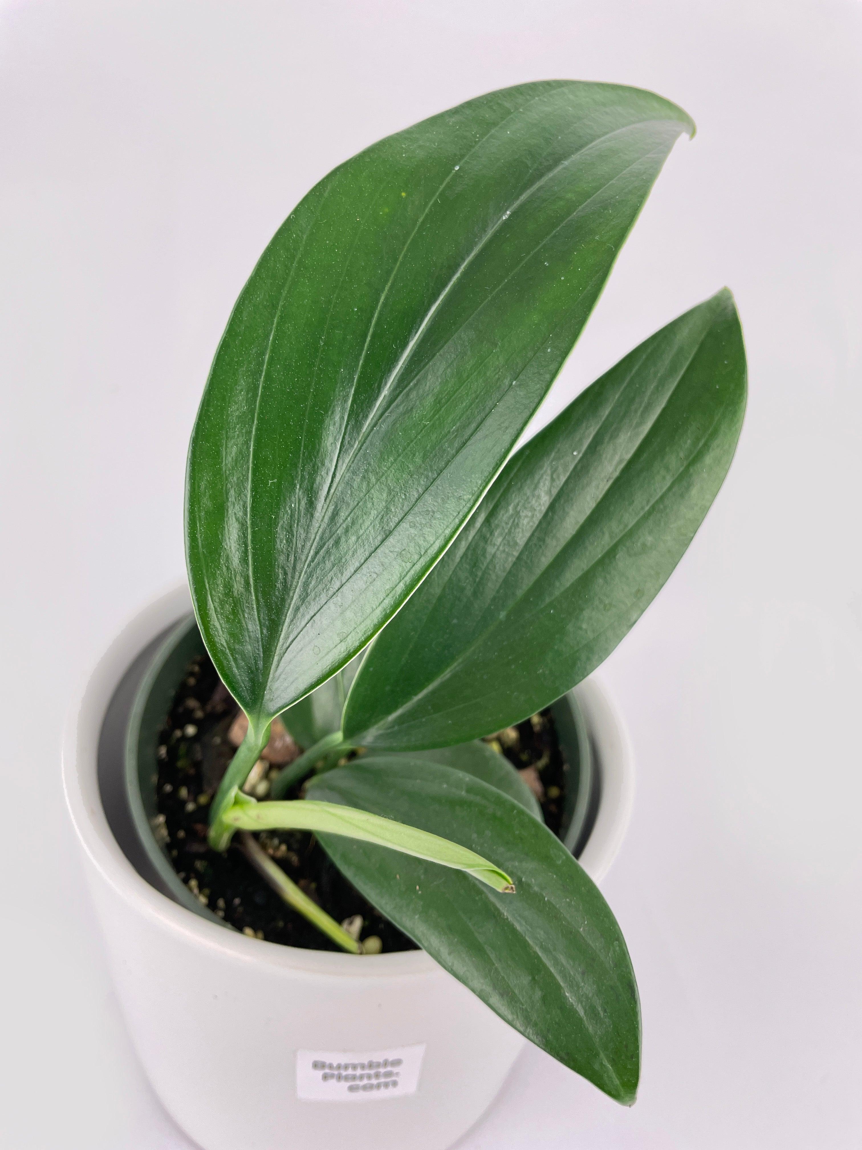 Rhaphidophora Decursiva 'Dragon's Tail'