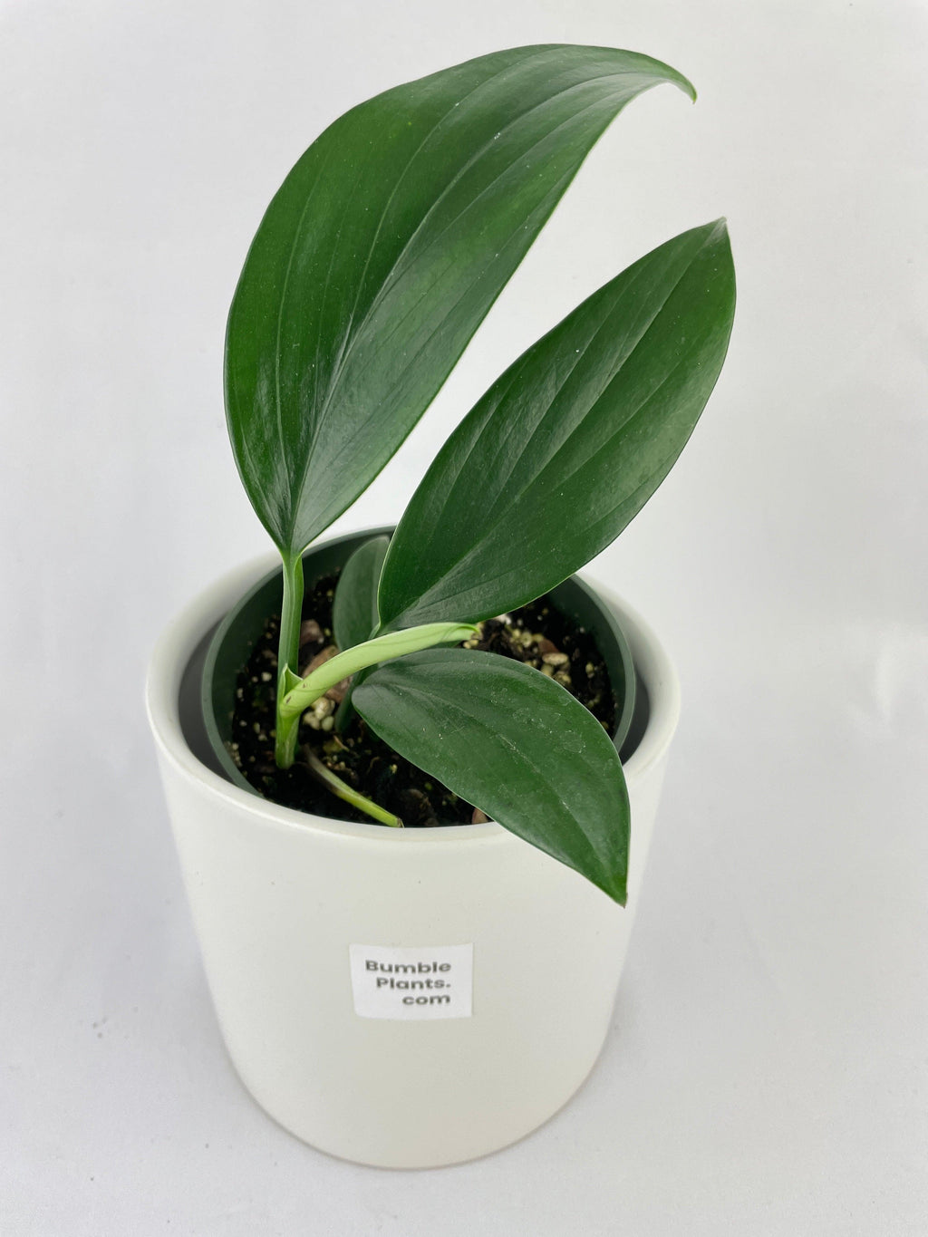 Rhaphidophora Decursiva 'Dragon's Tail'