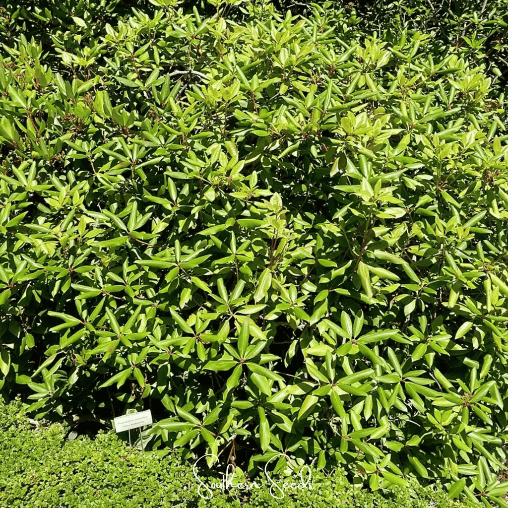 Carolina Azalea Rhododendron – 100 Seeds