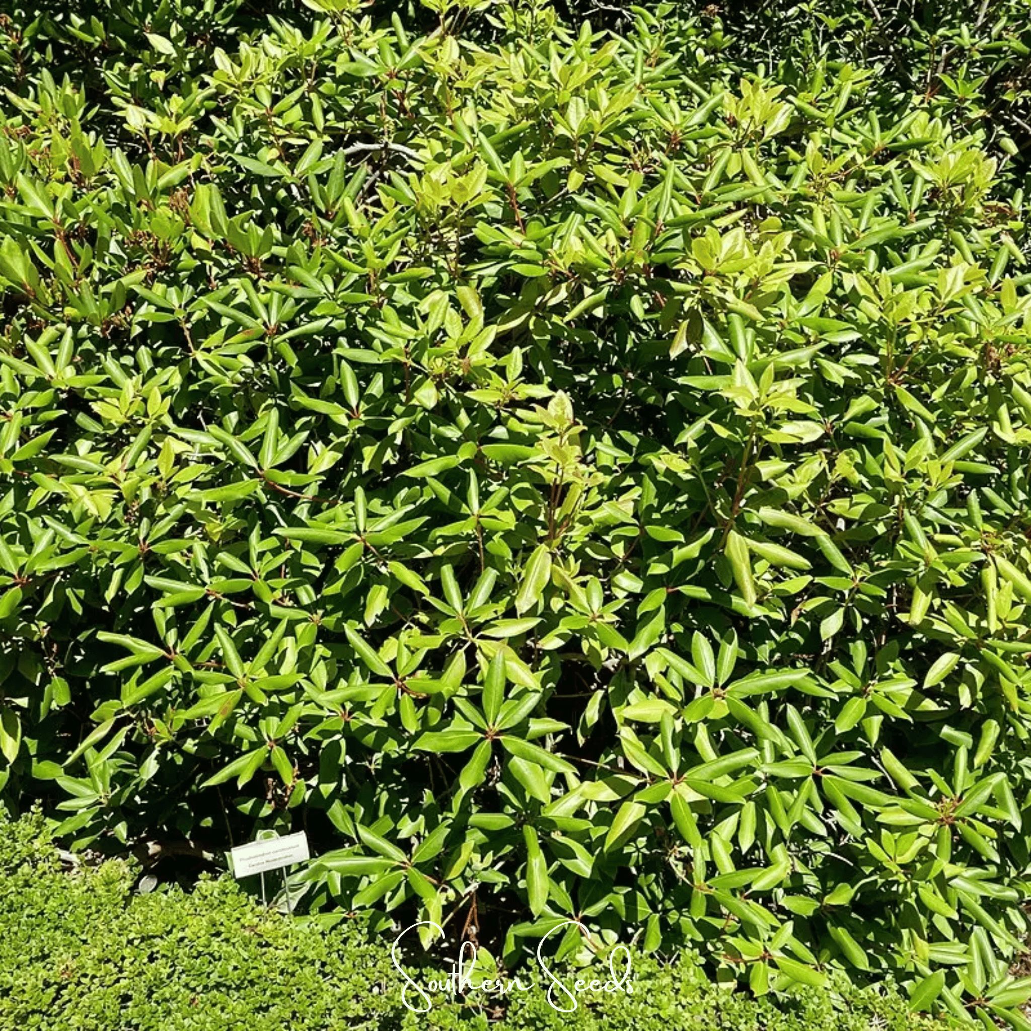 Carolina Azalea Rhododendron – 100 Seeds