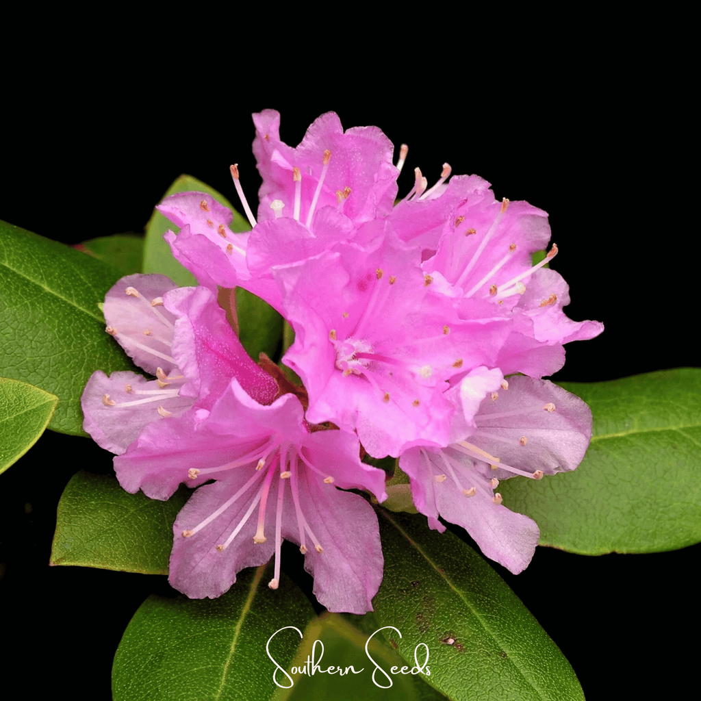 Carolina Azalea Rhododendron – 100 Seeds