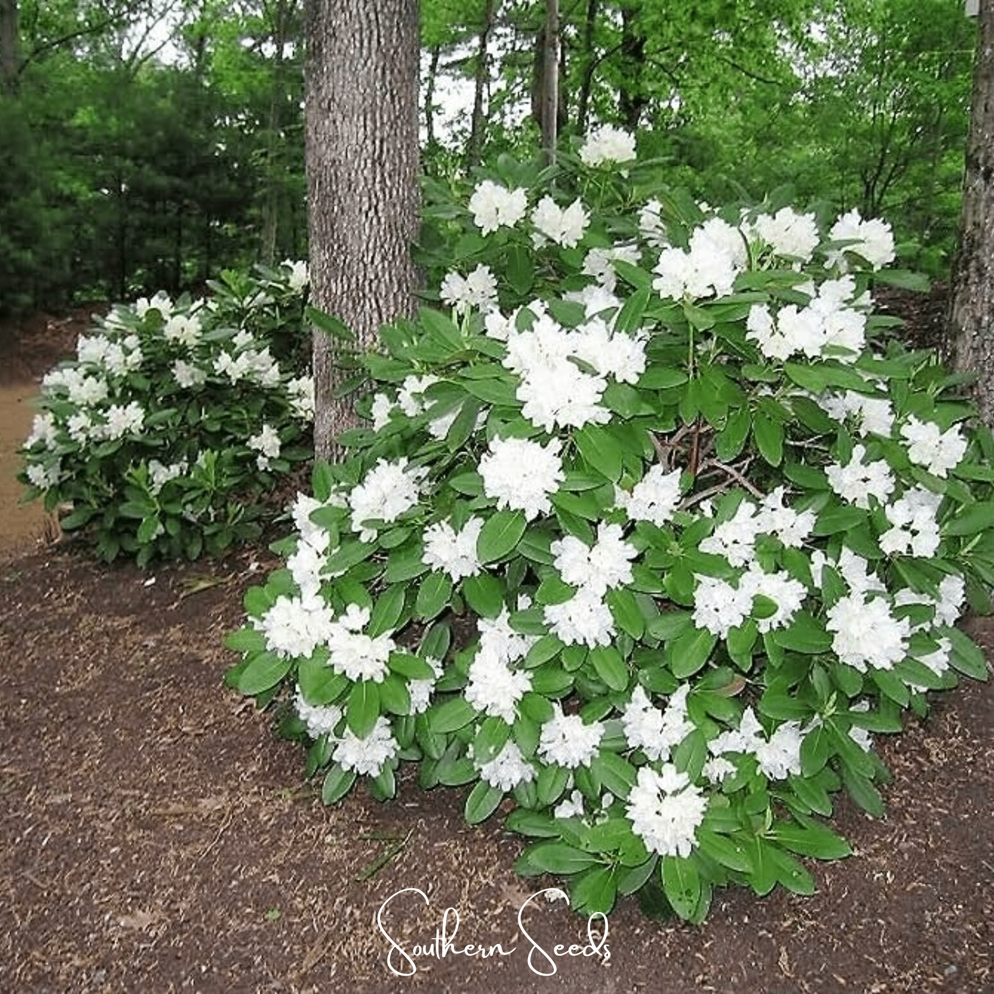 Fortune Rhododendron – 100 Seeds