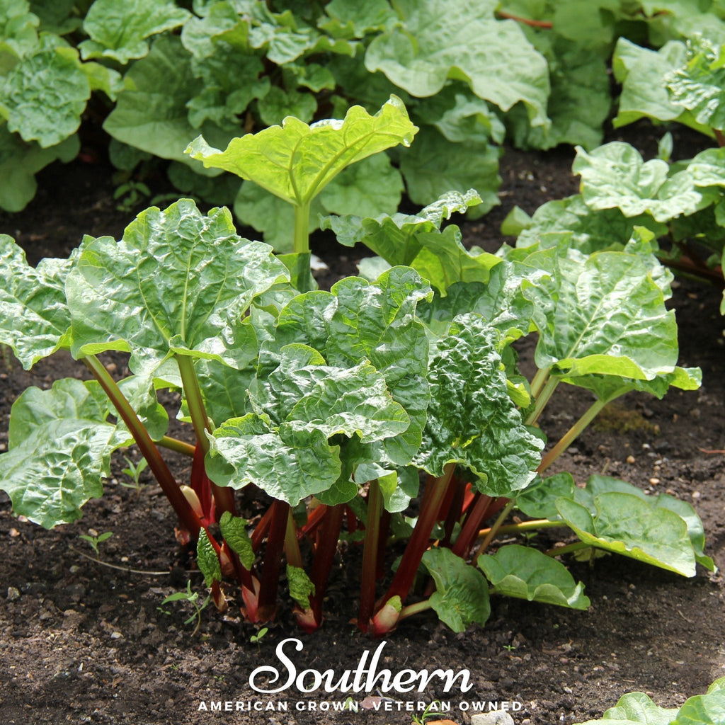 Glaskins Perpetual Rhubarb – 30 Seeds