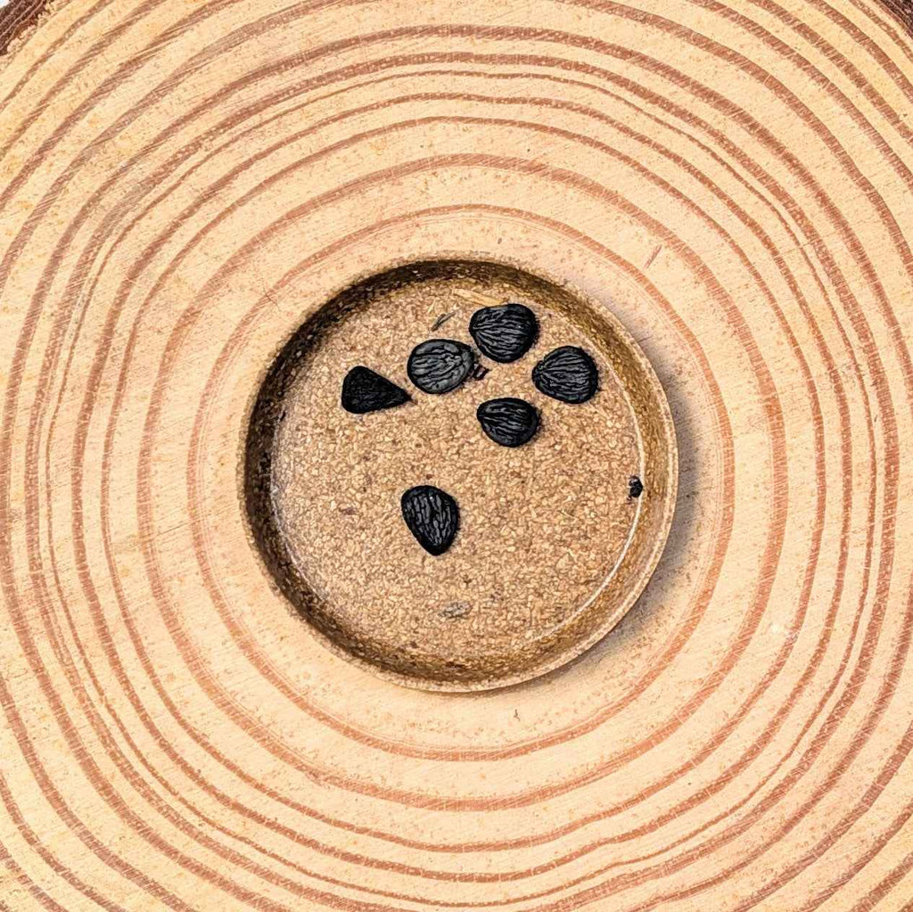 Yucca Baccata 'Blue Stem Yucca' Seeds