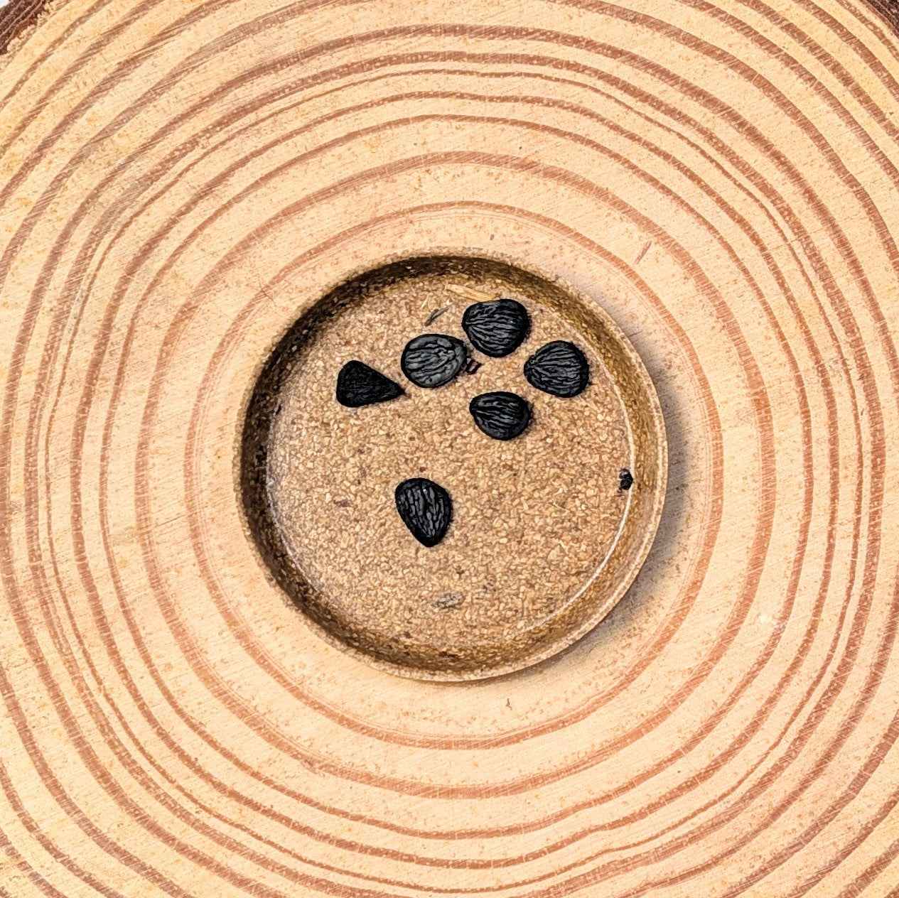 Yucca Baccata 'Blue Stem Yucca' Seeds