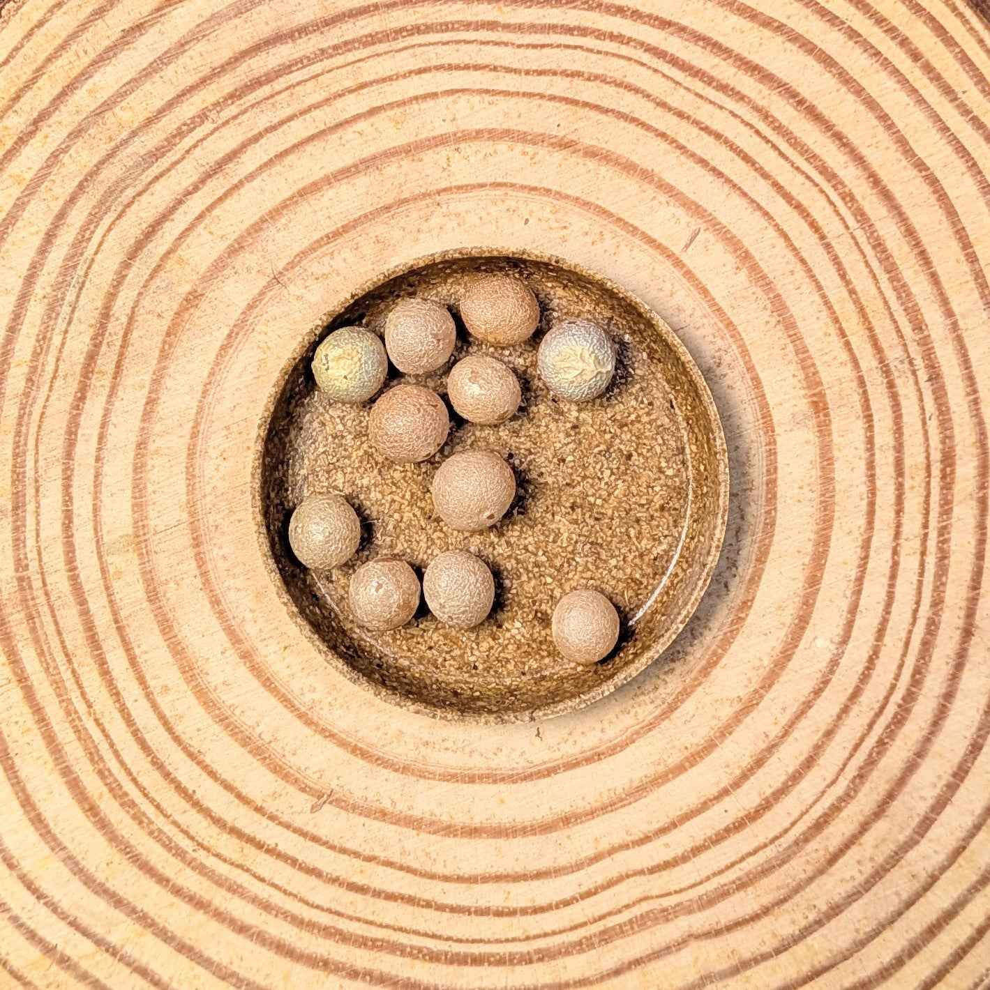 Dracaena Draco 'Dragon Tree' Seeds