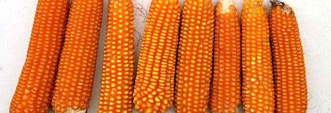 Argentina orange creole flint corn
