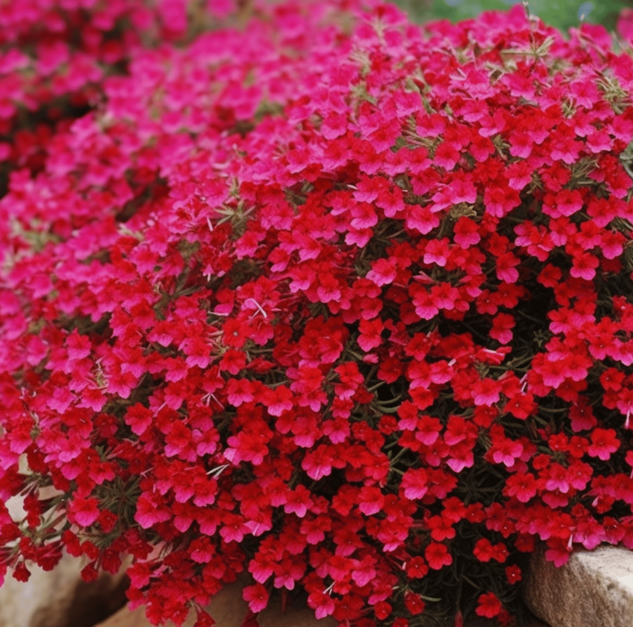 Cascade Red Rockcress – 50 Seeds