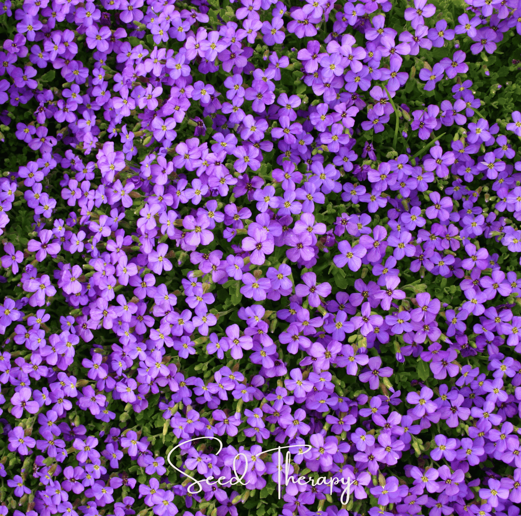 Purple Rockcress – 250 Seeds