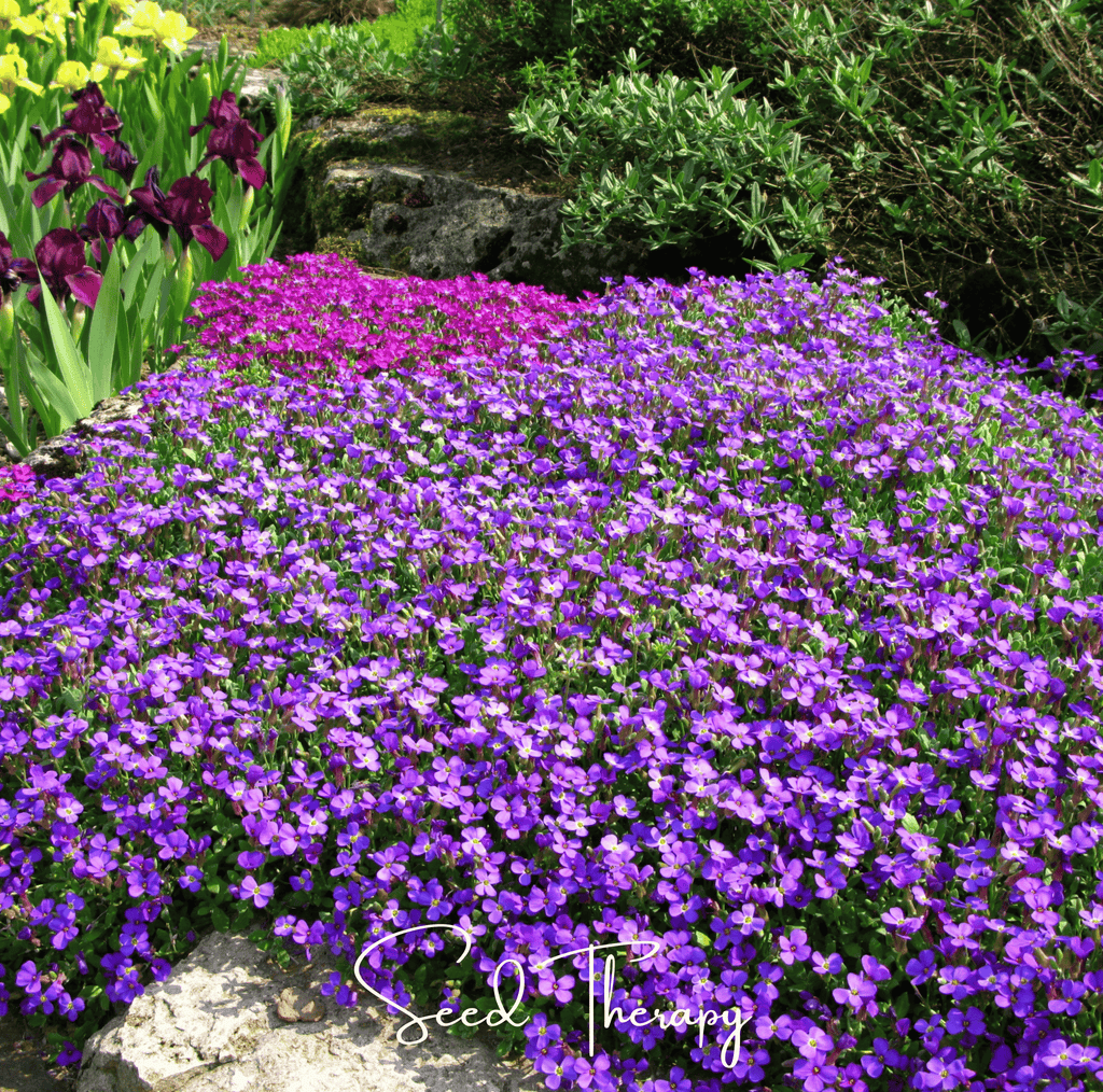 Purple Rockcress – 250 Seeds
