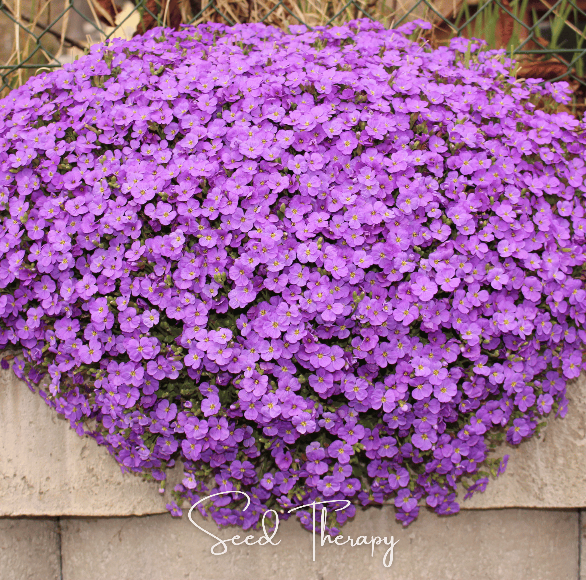 Purple Rockcress – 250 Seeds