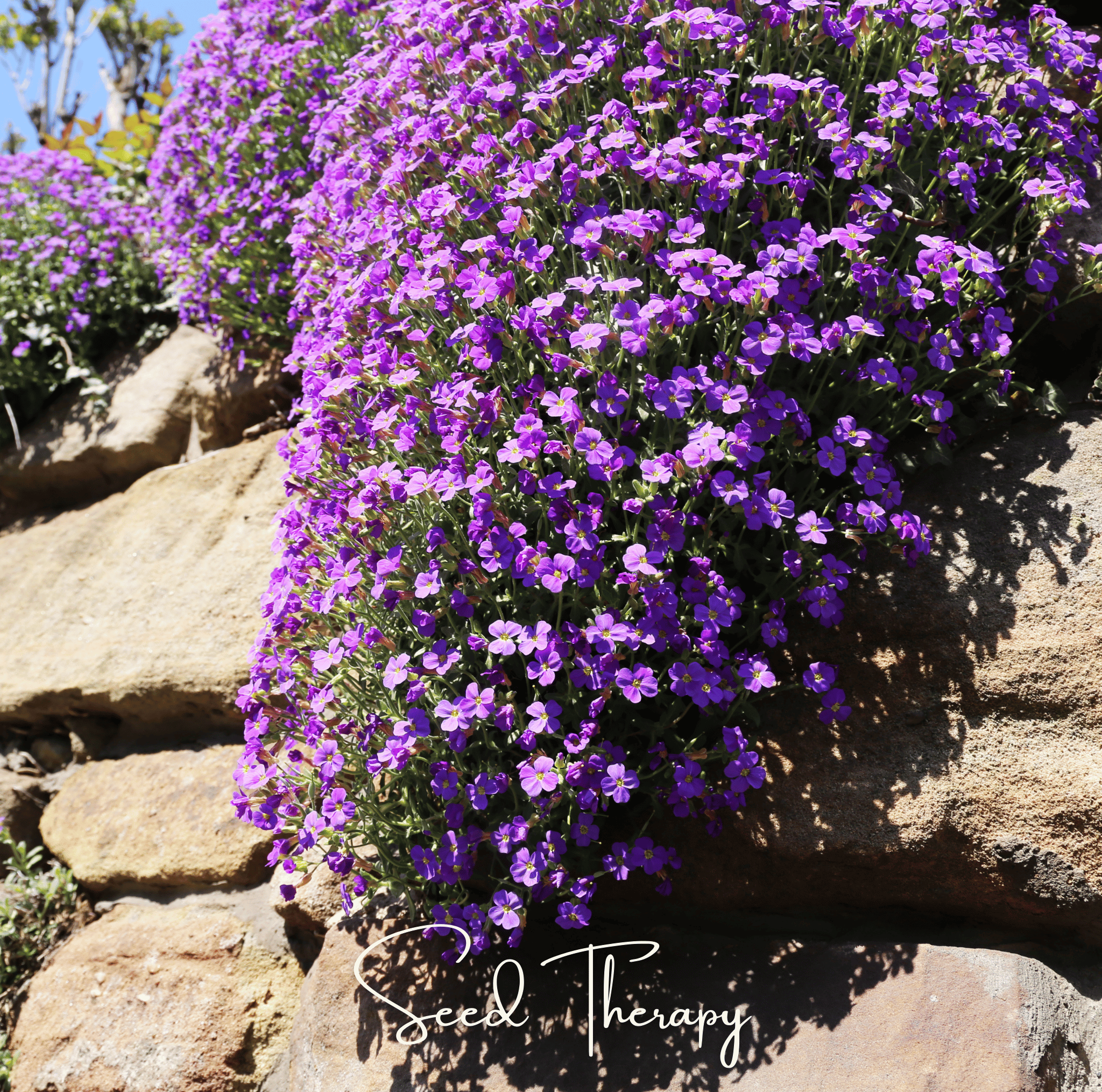 Purple Rockcress – 250 Seeds