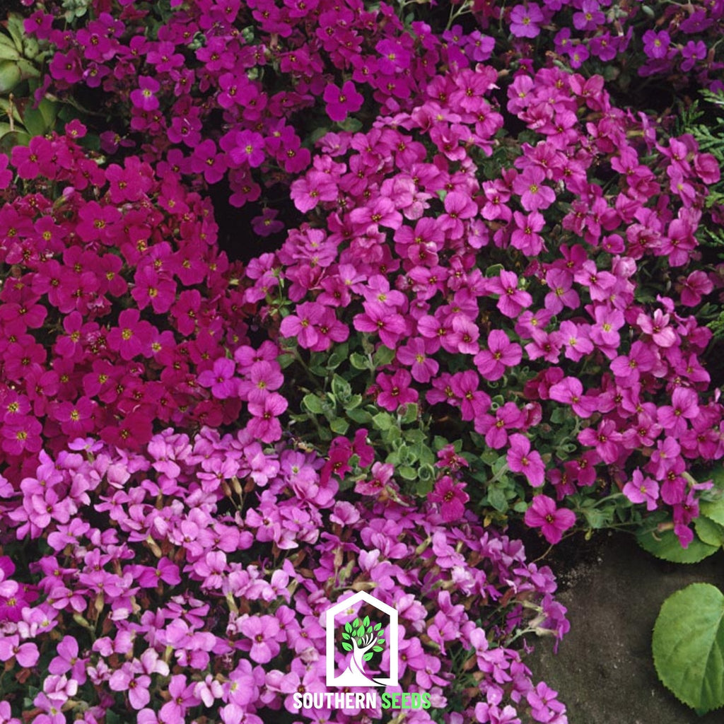 Royal Rockcress Mix – 100 Seeds