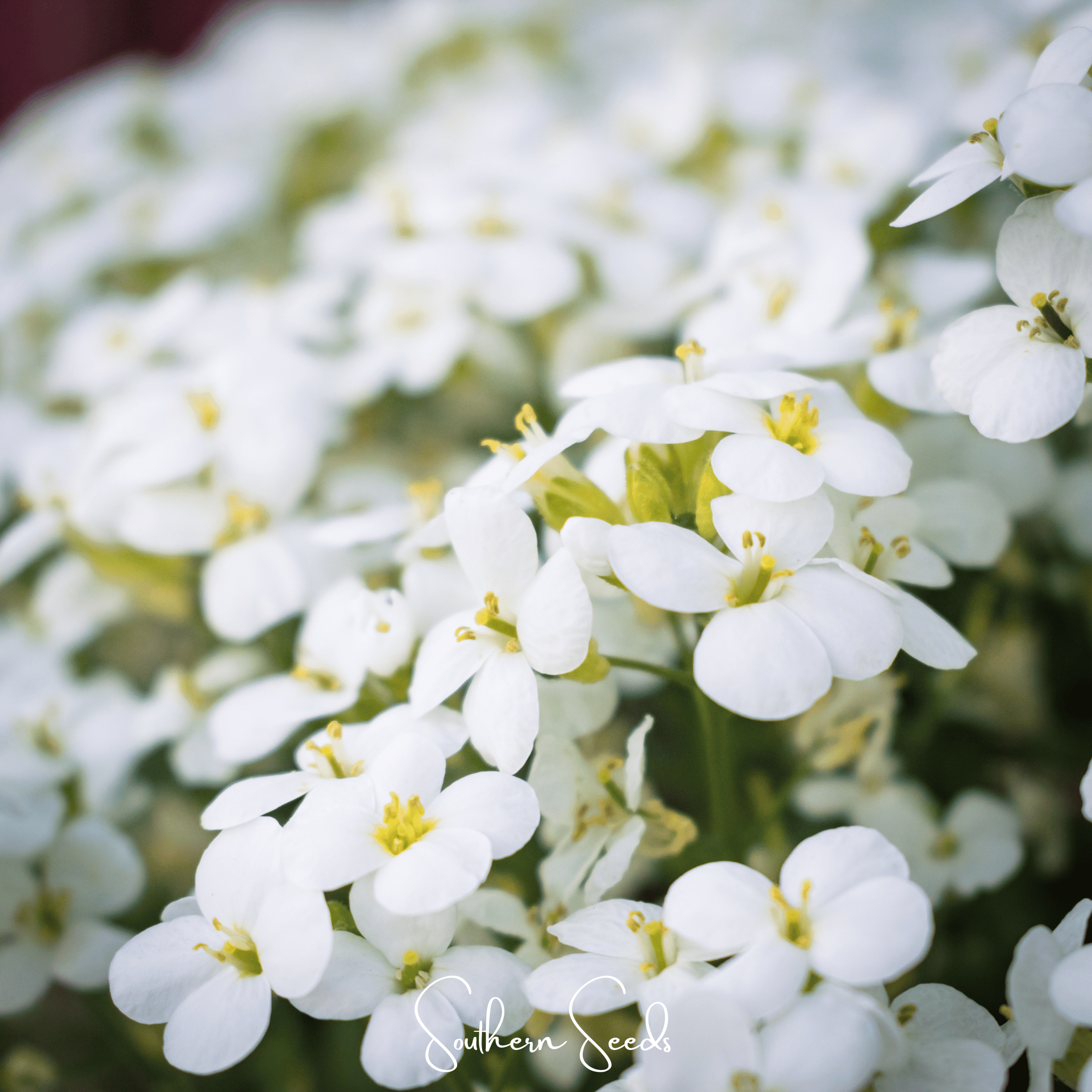 White Rockcress – 250 Seeds
