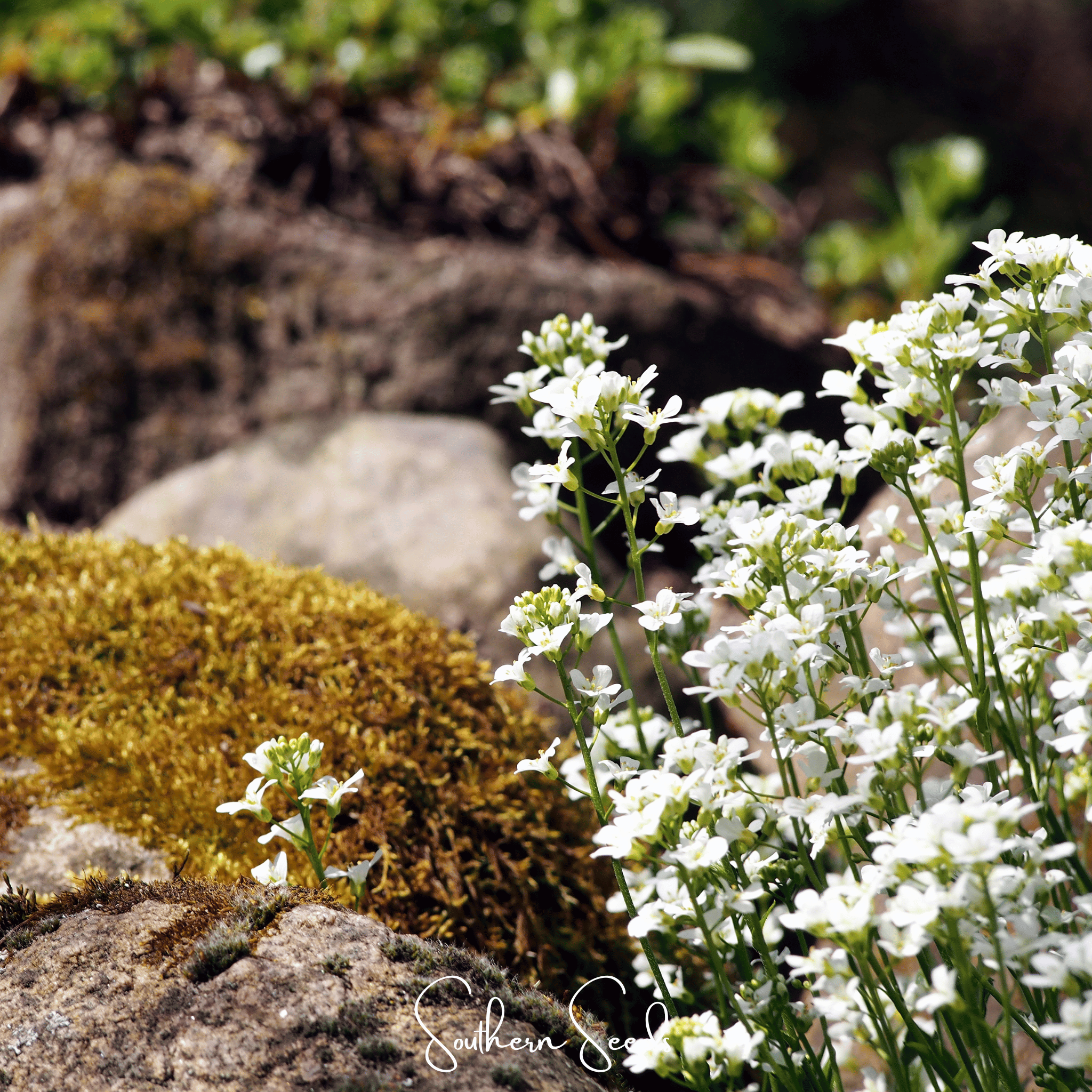White Rockcress – 250 Seeds