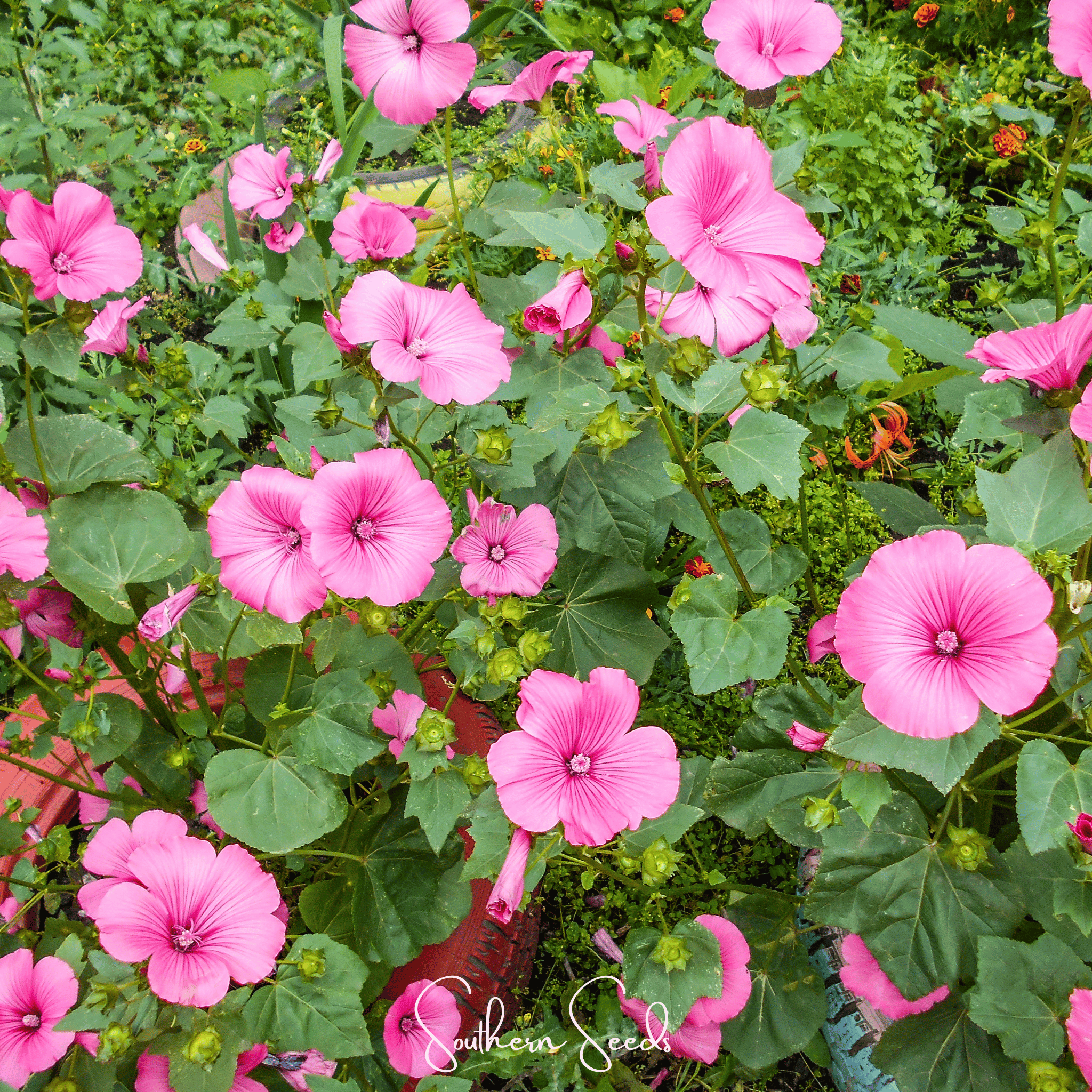 Loveliness Rose Mallow – 50 Seeds