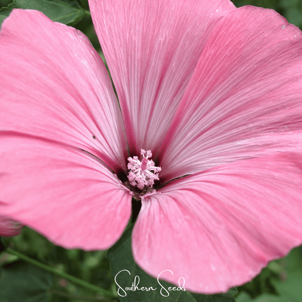 Loveliness Rose Mallow – 50 Seeds