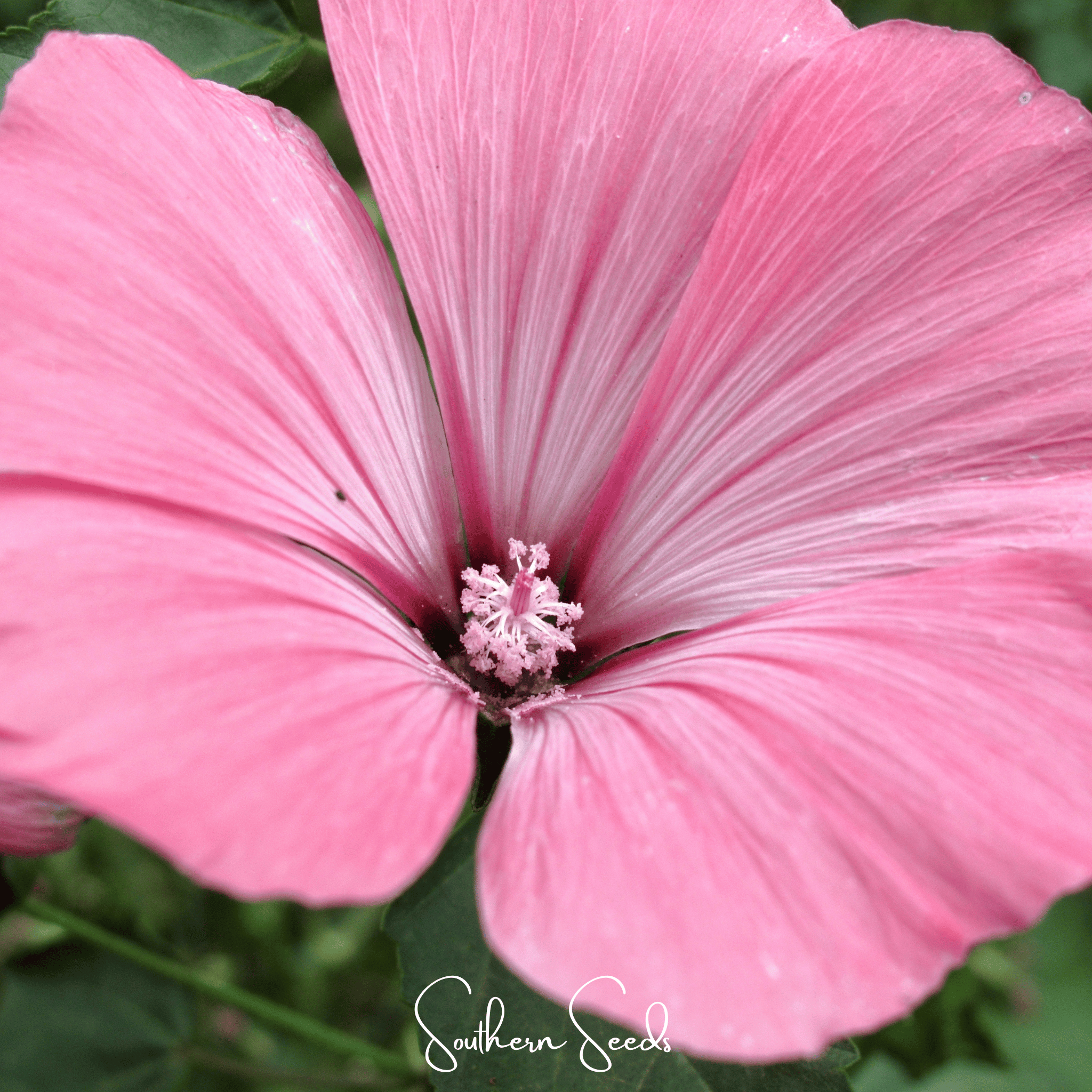 Loveliness Rose Mallow – 50 Seeds