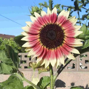 Sunflower Seeds (Strawberry Blonde Sunflower Seeds) - Unique Rose-Tinted Blooms for Gardens