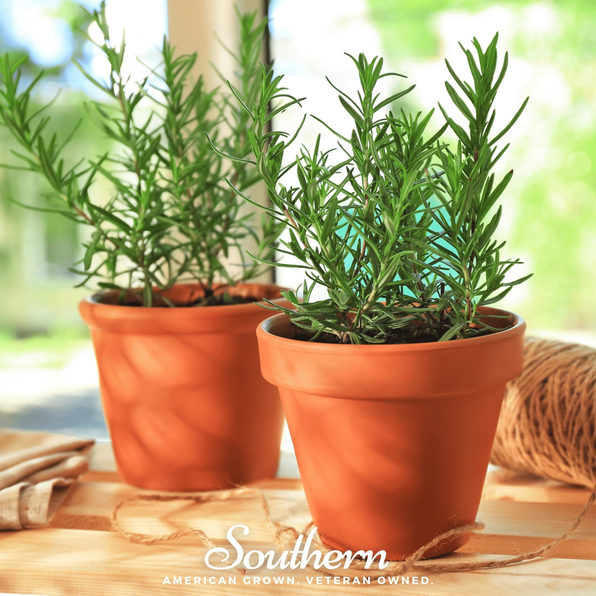 Rosemary – 50 Seeds