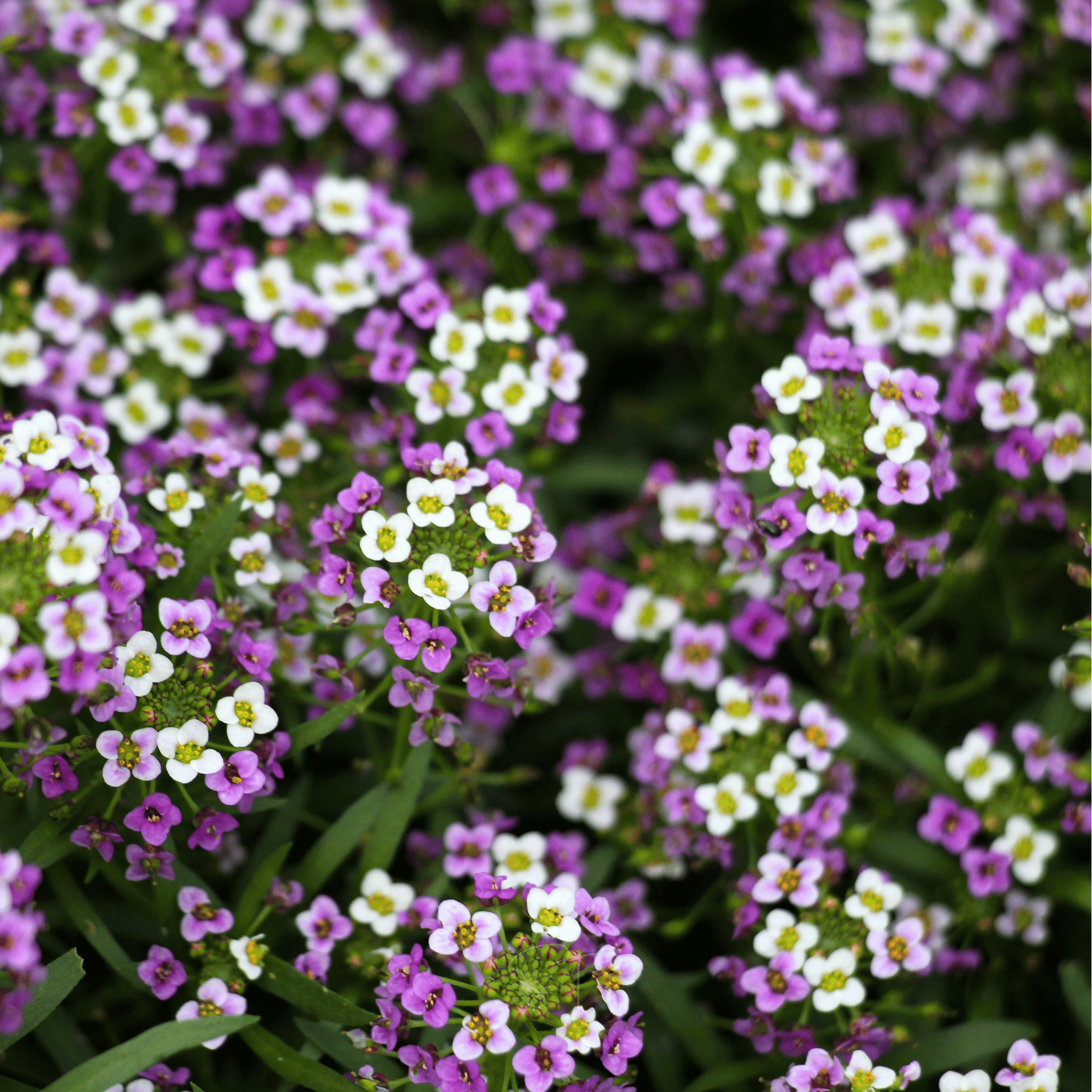 Royal Carpet Alyssum – 100 Seeds