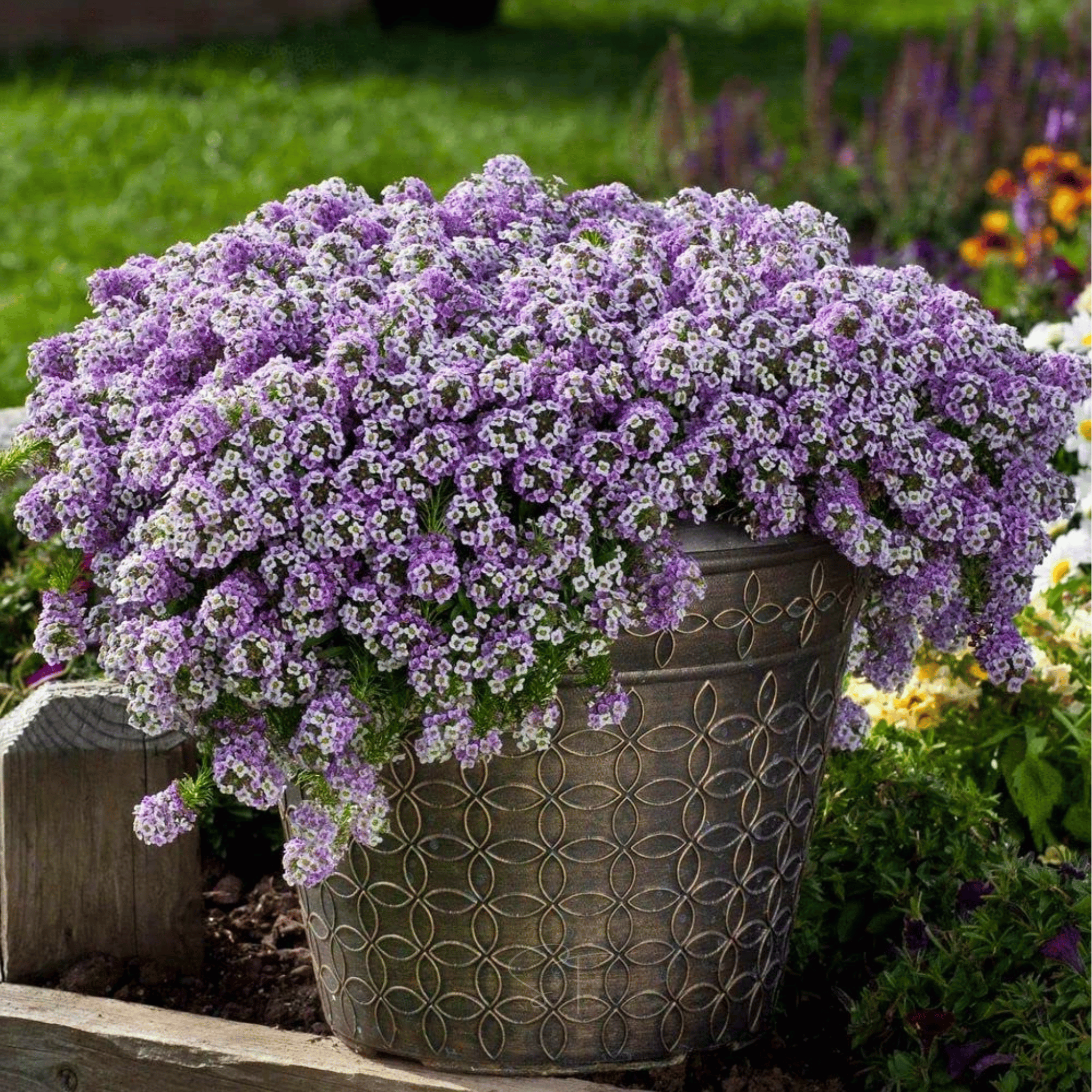 Royal Carpet Alyssum – 100 Seeds
