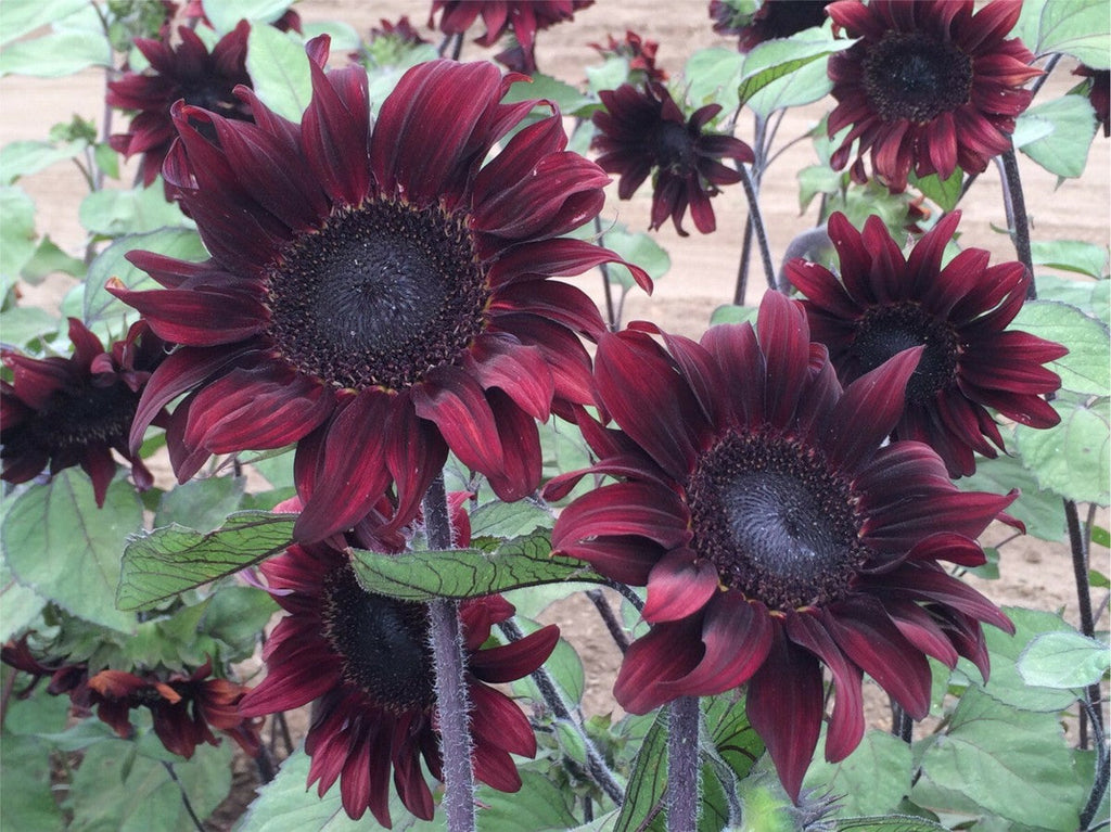 Chocolate Cherry Sunflower Seeds – Rich Burgundy Garden Blooms