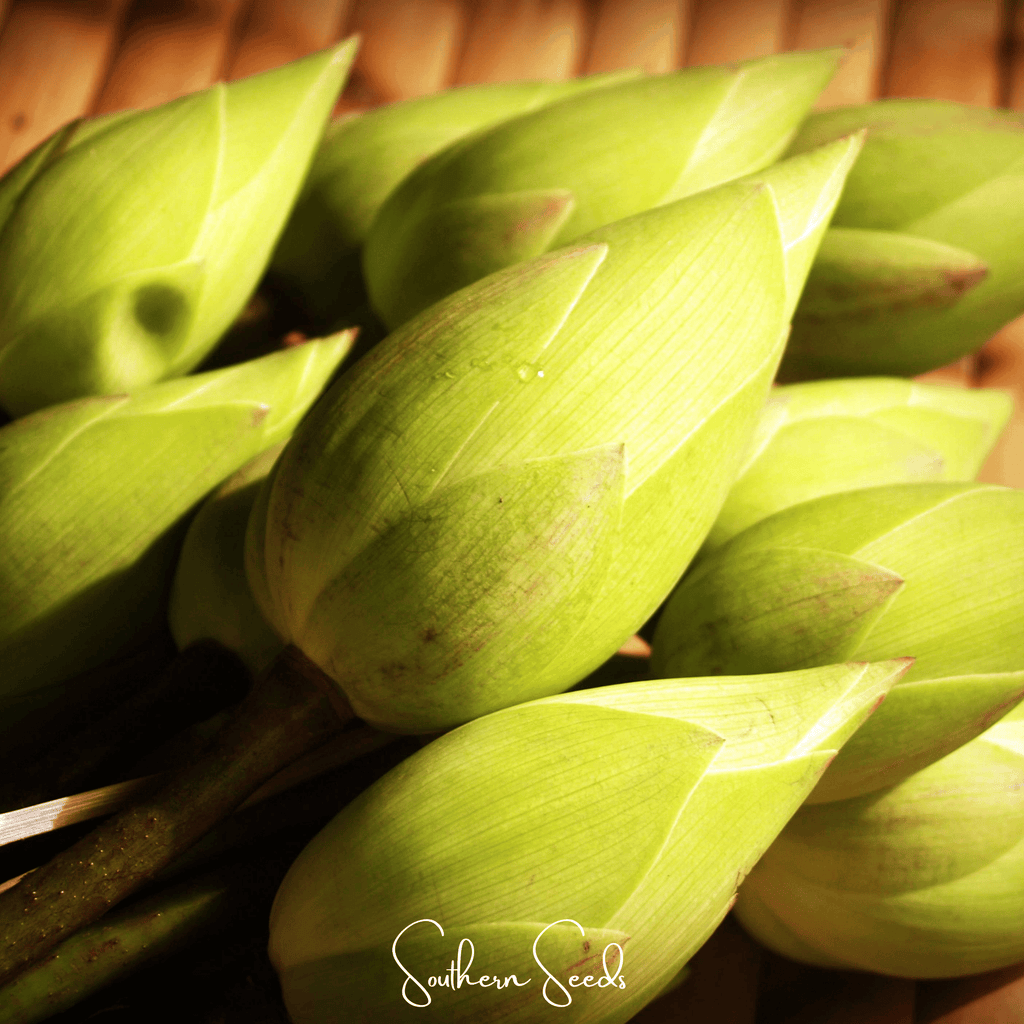 Sacred Lotus (Bonsai) - 5 Seeds