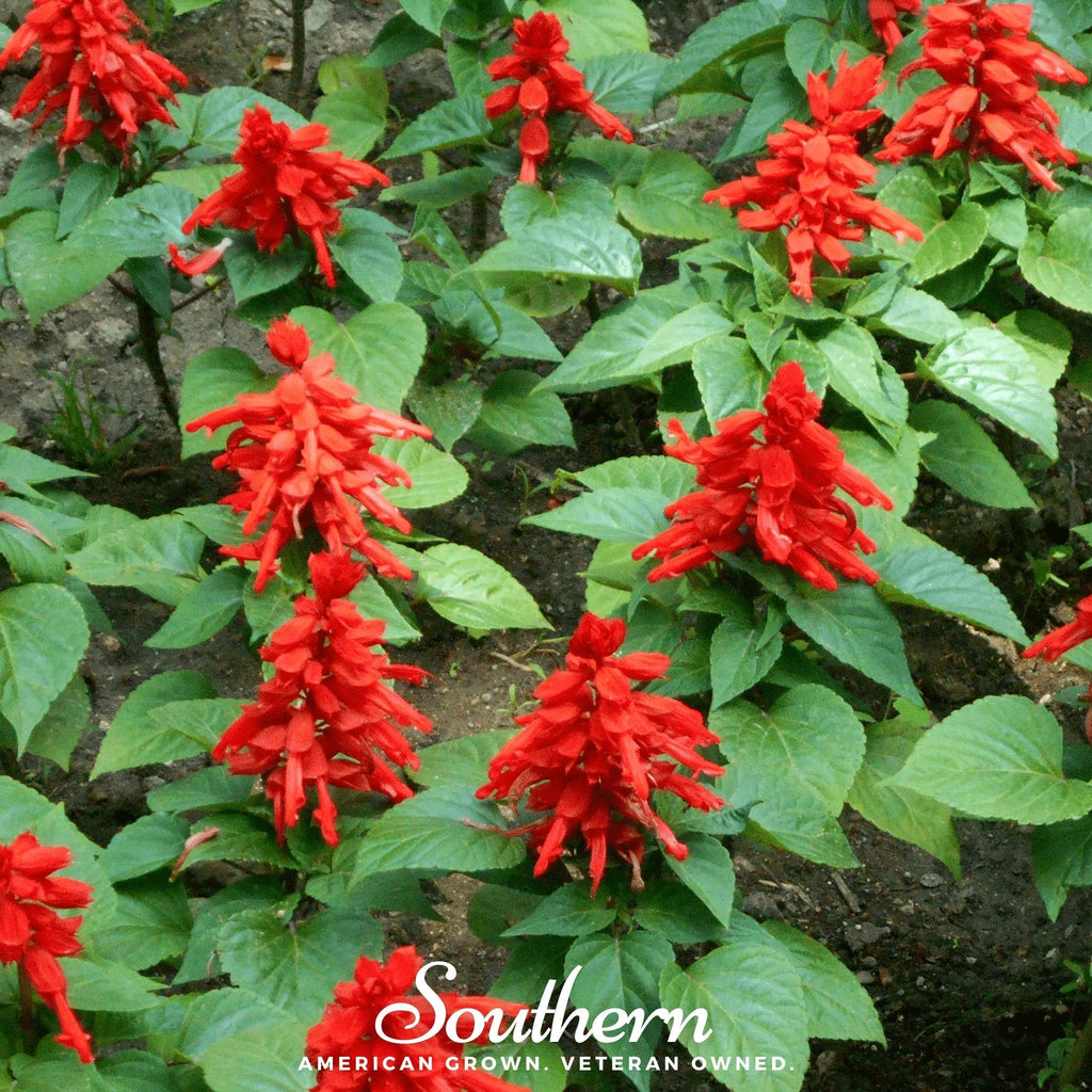 Scarlet Sage – 100 Seeds