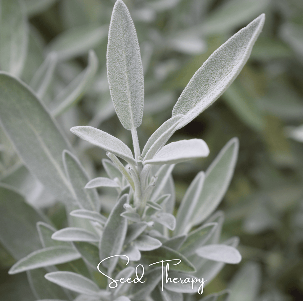 White Sage – 50 Seeds