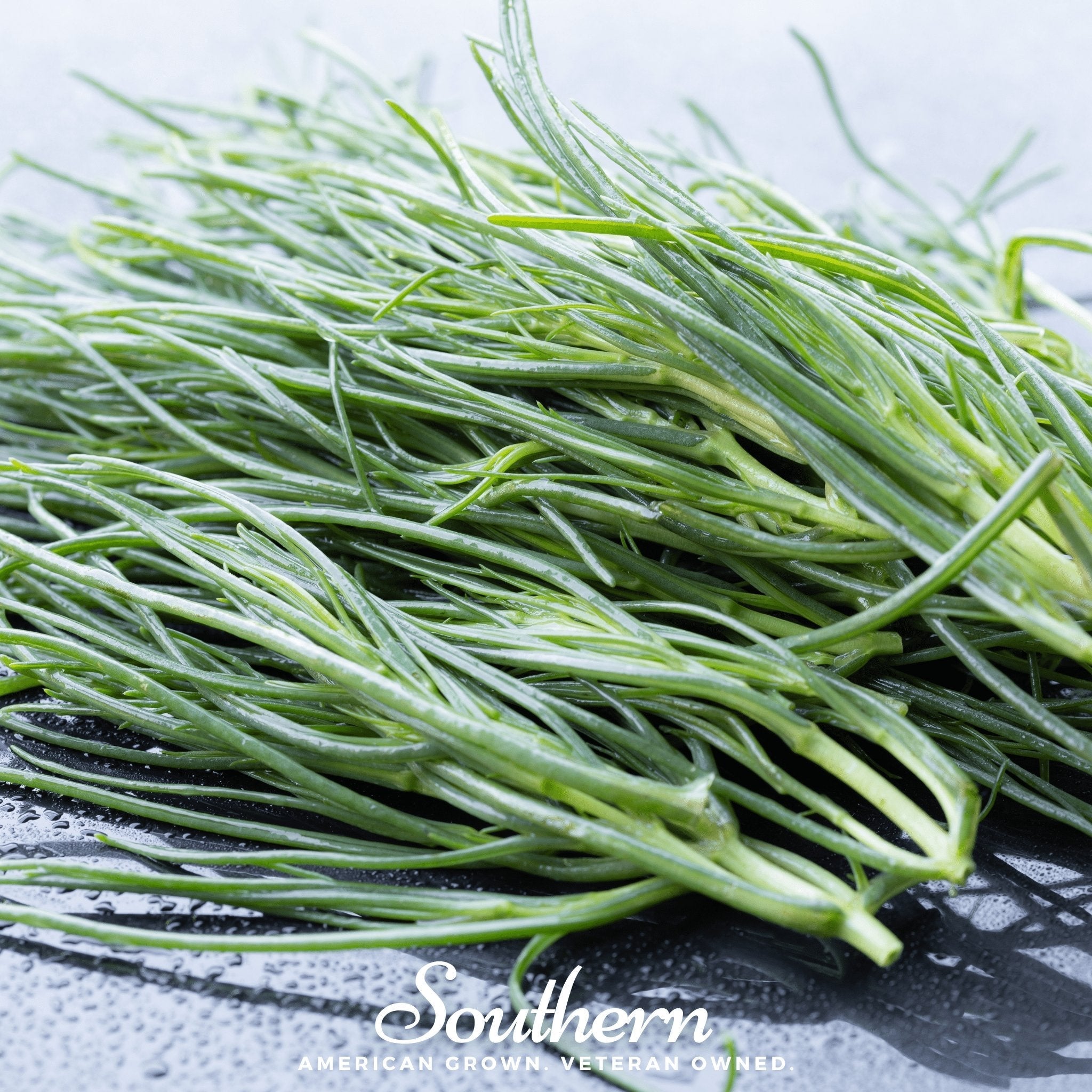 Saltwort – 50 Seeds