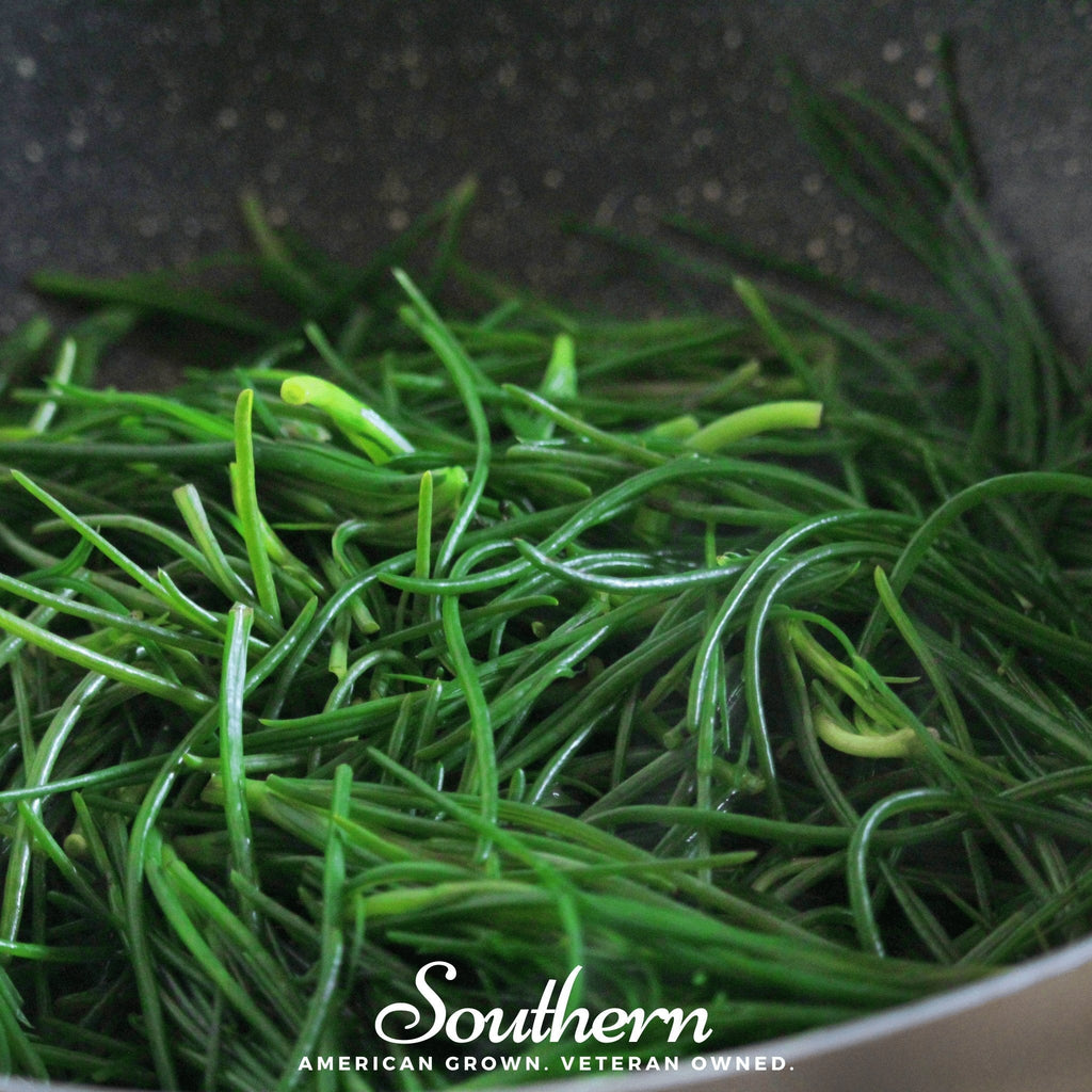 Saltwort – 50 Seeds
