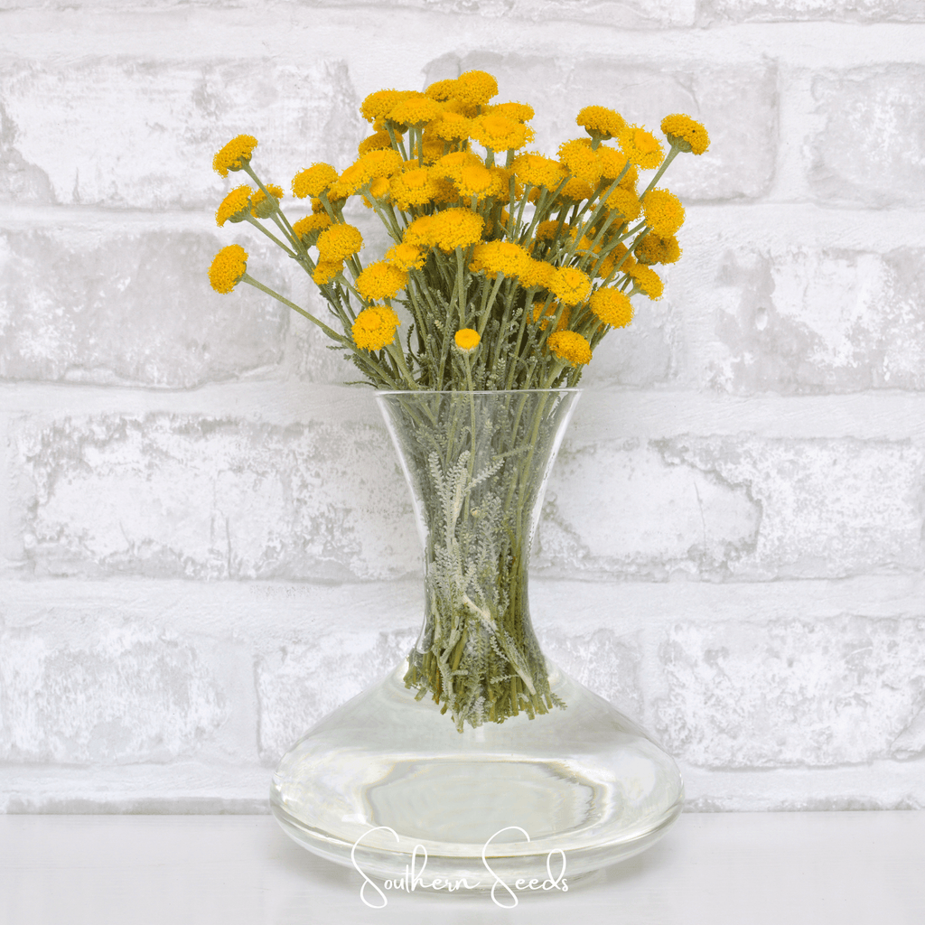 Lavender Cotton Santolina – 20 Seeds