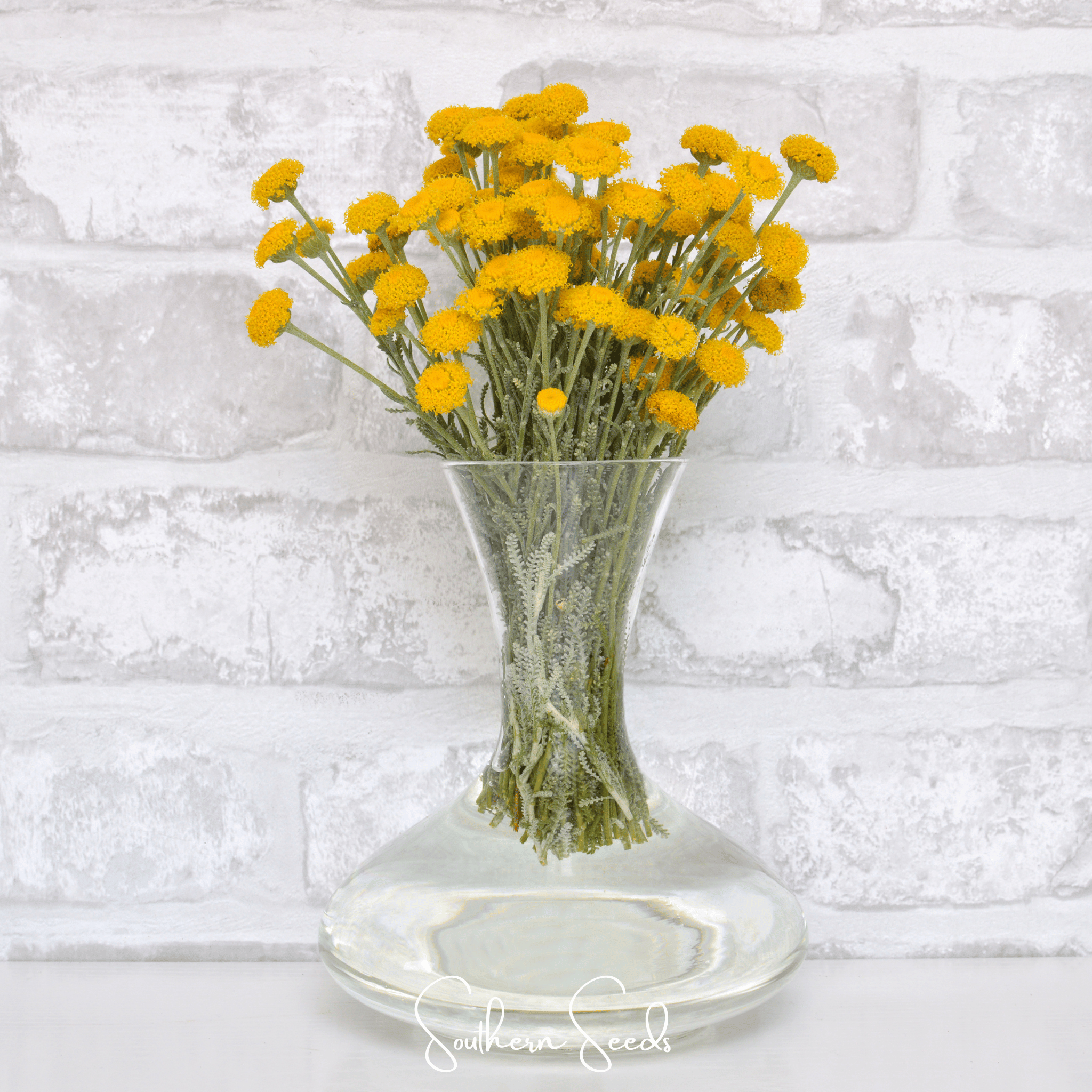 Lavender Cotton Santolina – 20 Seeds