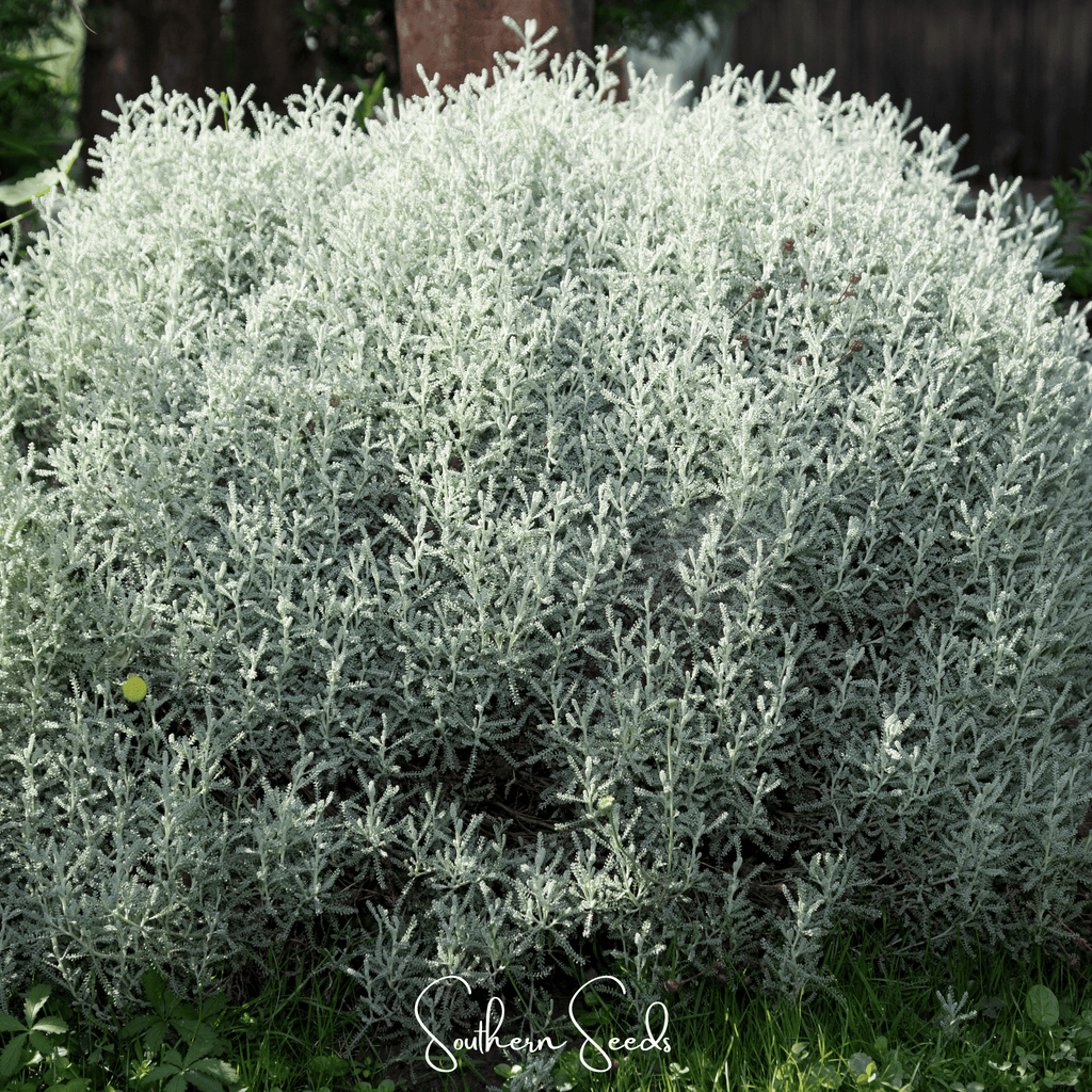 Lavender Cotton Santolina – 20 Seeds