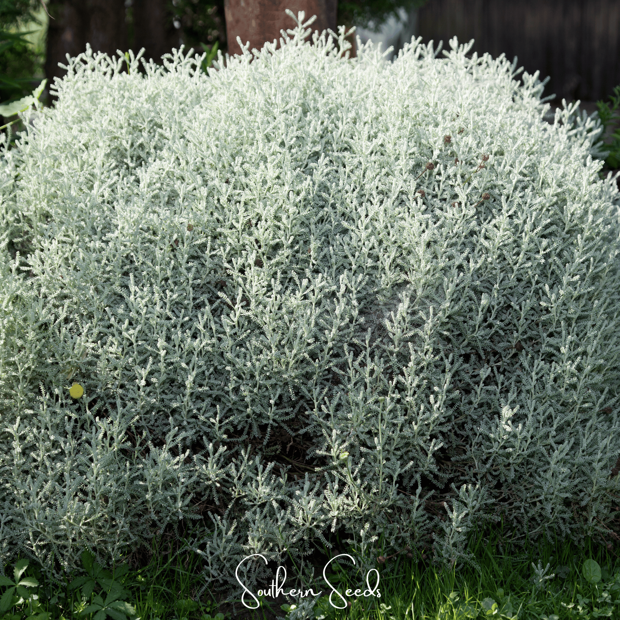 Lavender Cotton Santolina – 20 Seeds