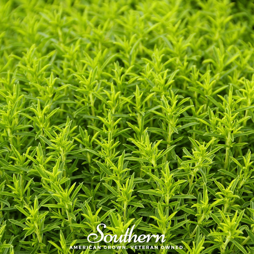 Winter Savory – 100 Seeds